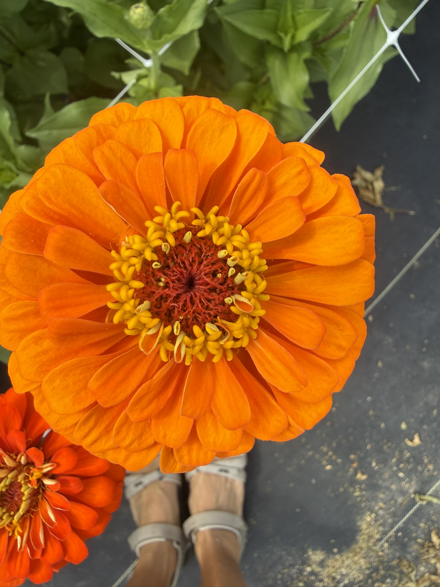 ZINNIA elegans Benary's Giant Orange