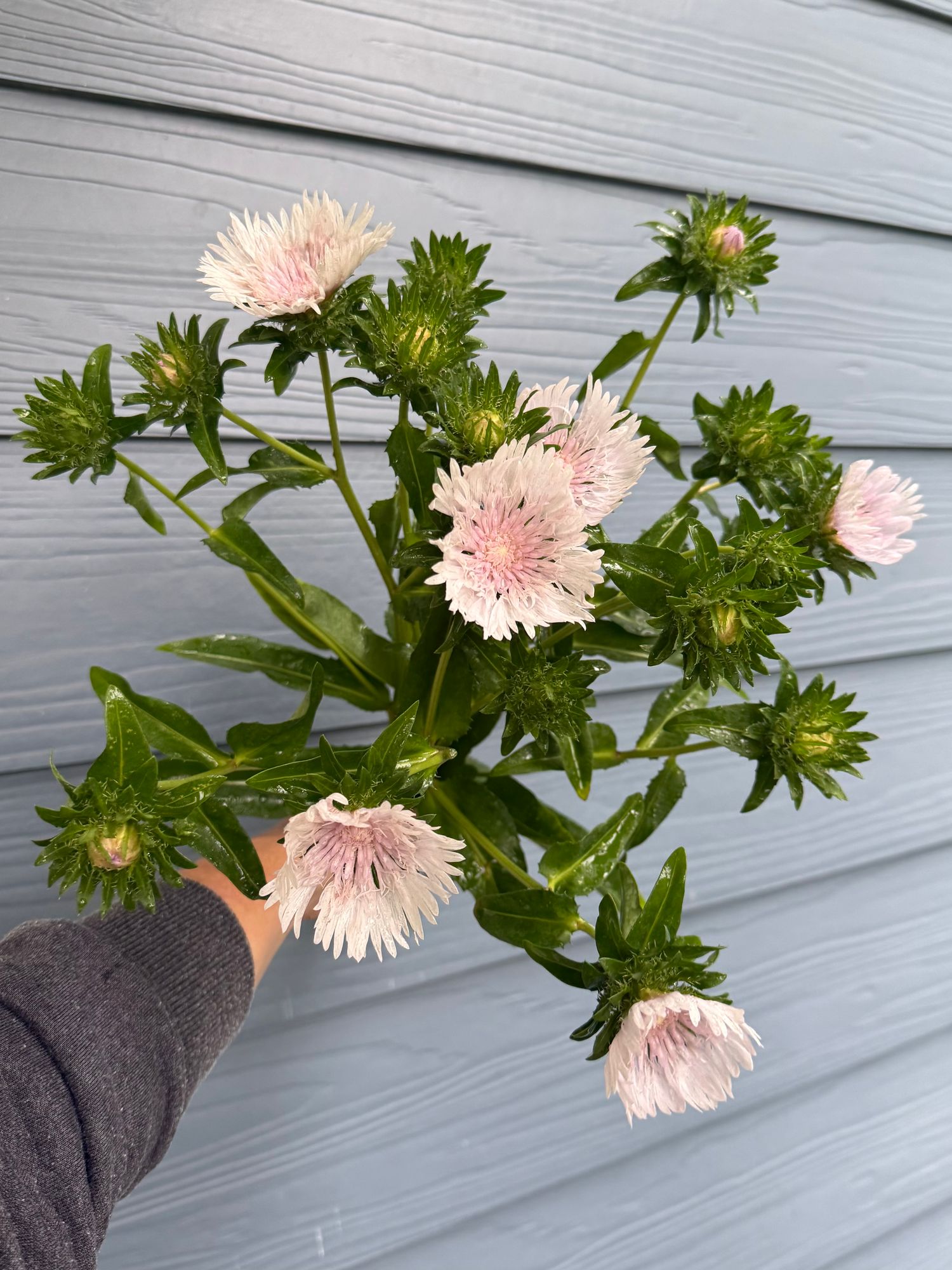 STOKESIA laevis