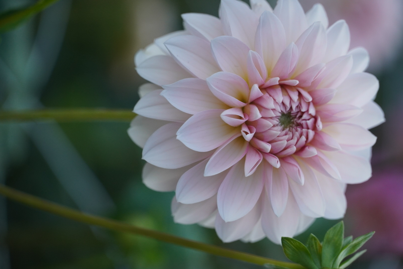 Mixed Bucket of Blush Dahlias
