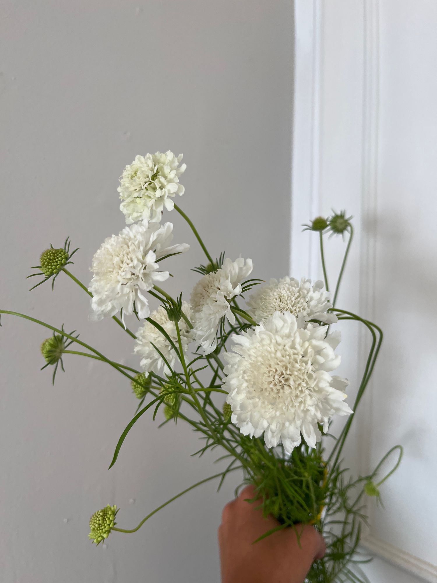 SCABIOSA atropurpurea Snowmaiden