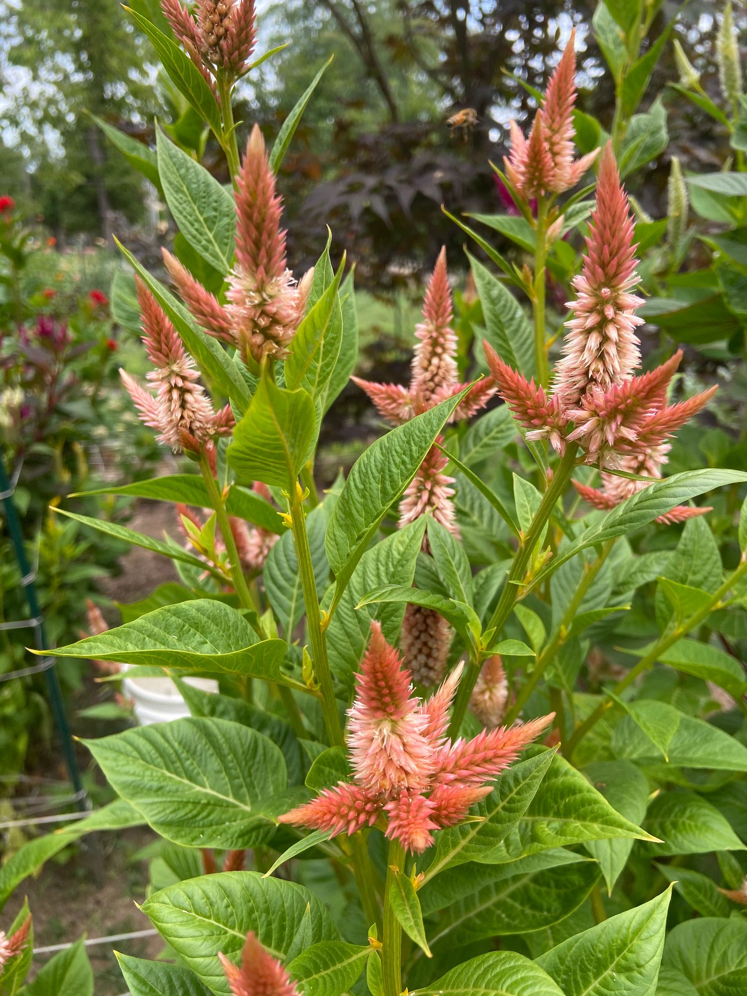 CELOSIA argentea spicata Celway Terracotta