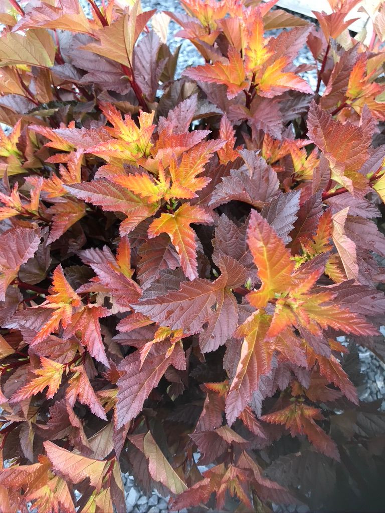 PHYSOCARPUS opulifolius Ginger Wine