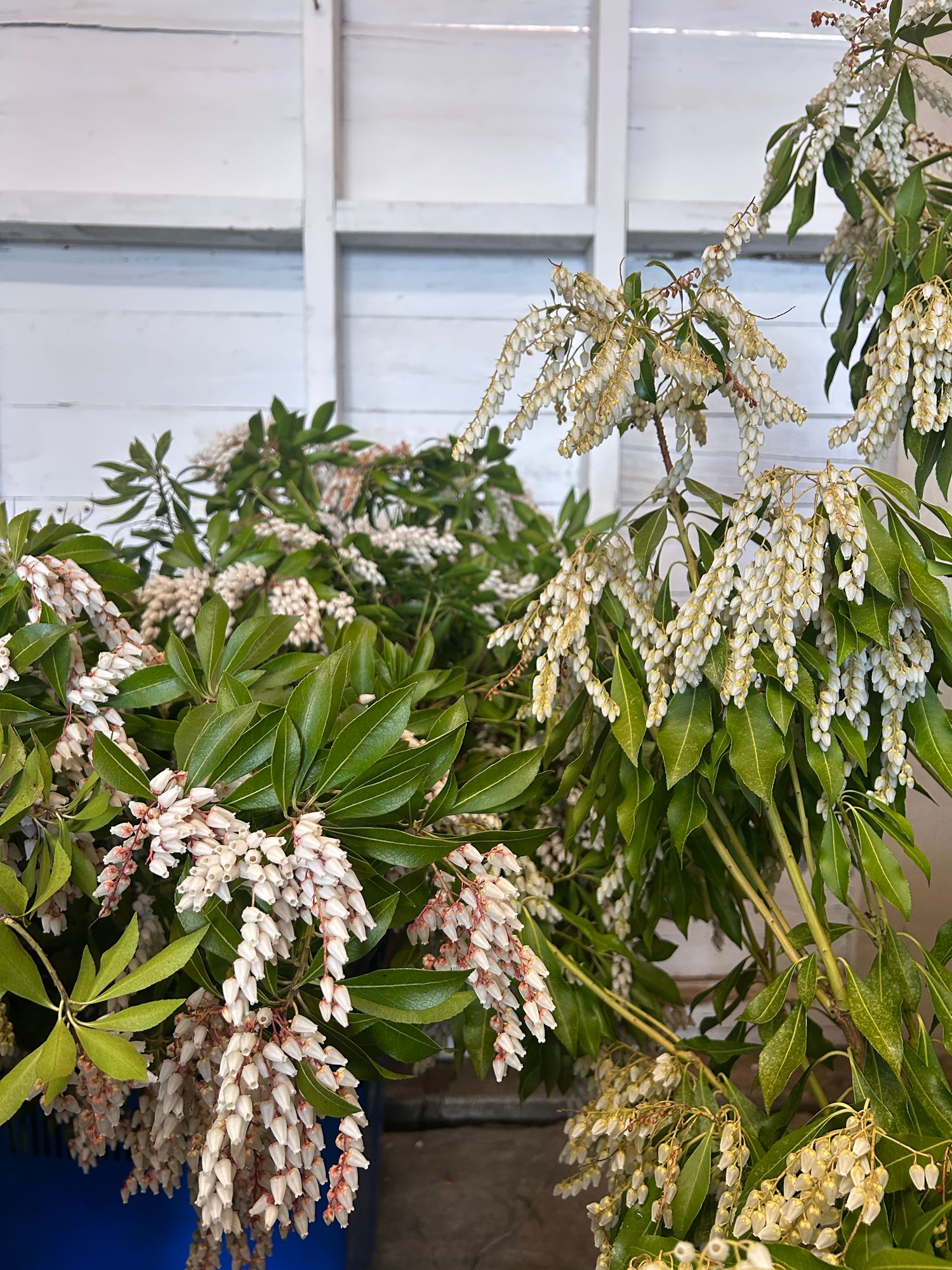 PIERIS japonica