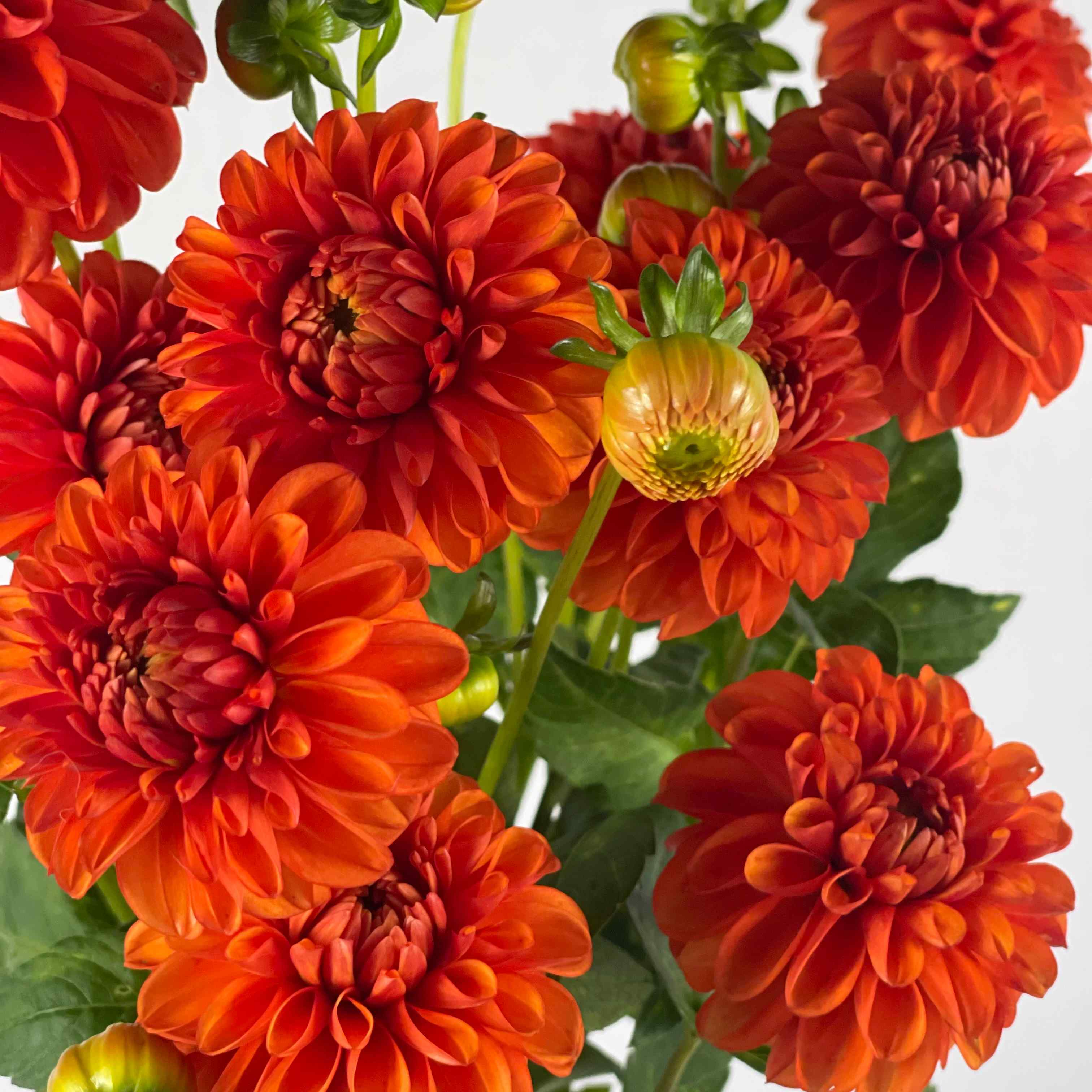 DAHLIA Lollipop