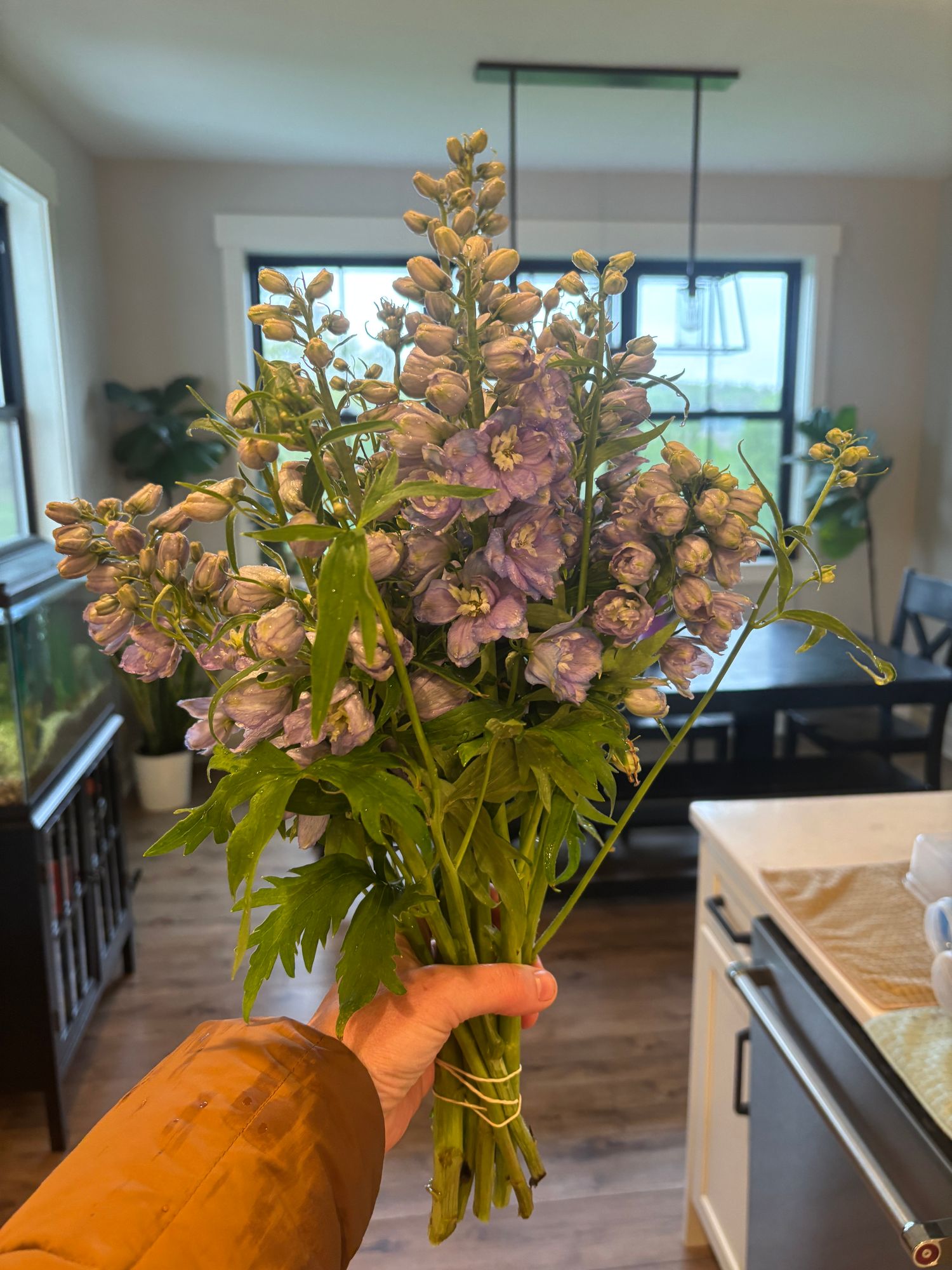 DELPHINIUM elatum Guardian