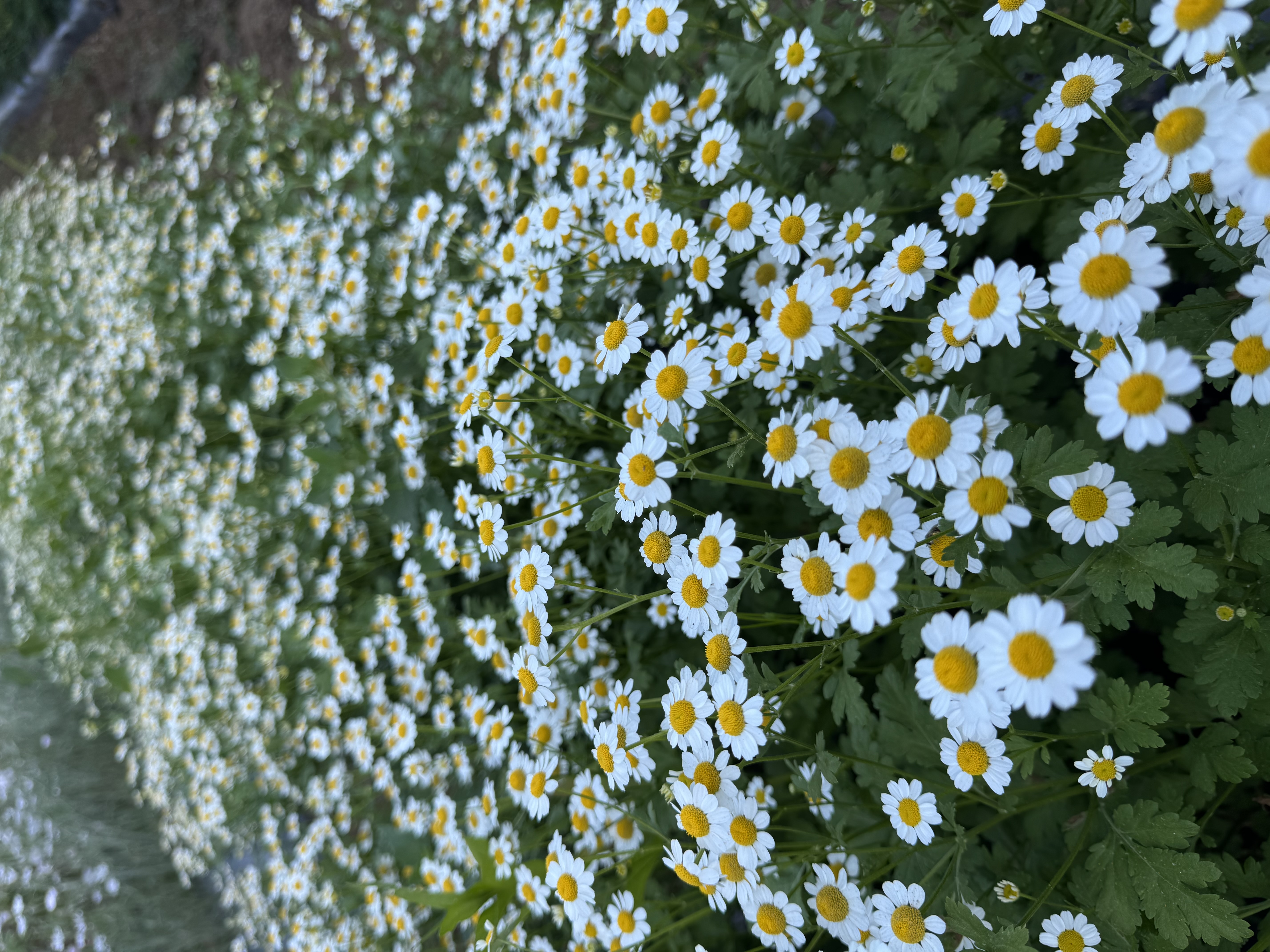 TANACETUM parthenium Magic Single