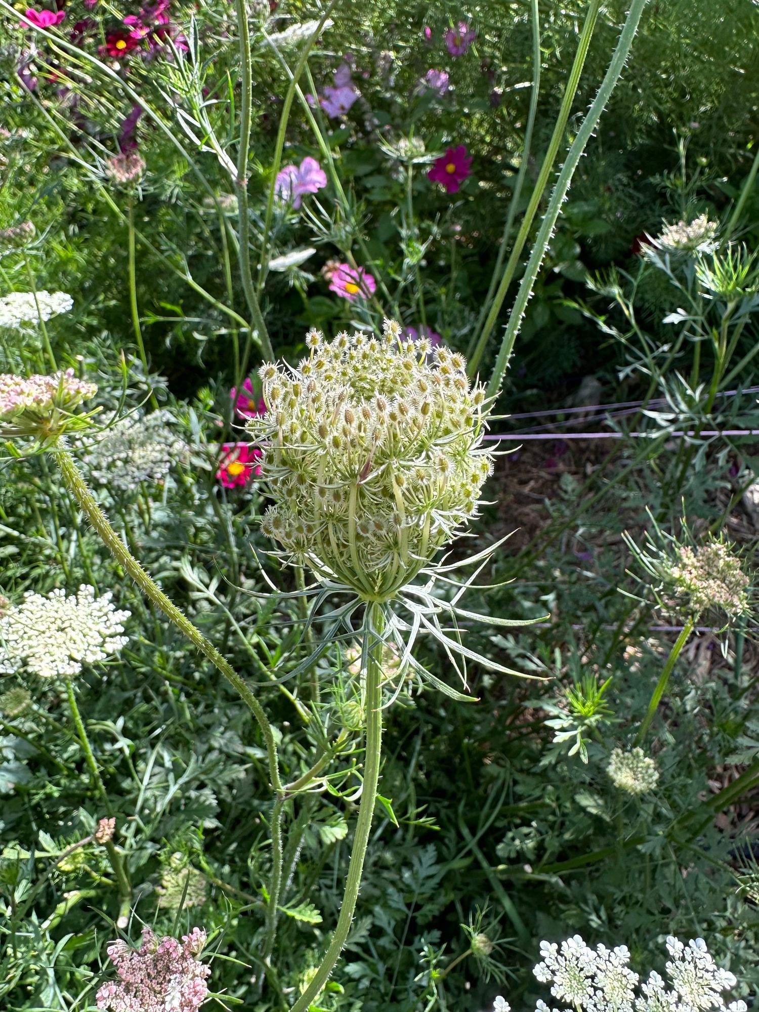 DAUCUS carota Dara