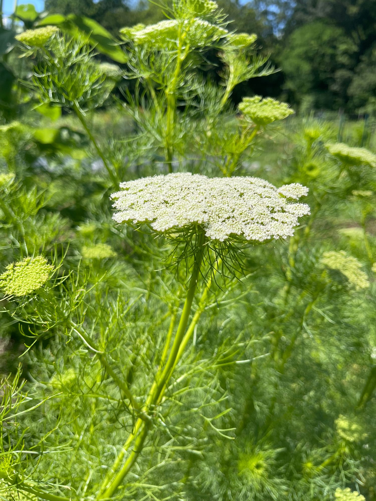 Ammi, visigna