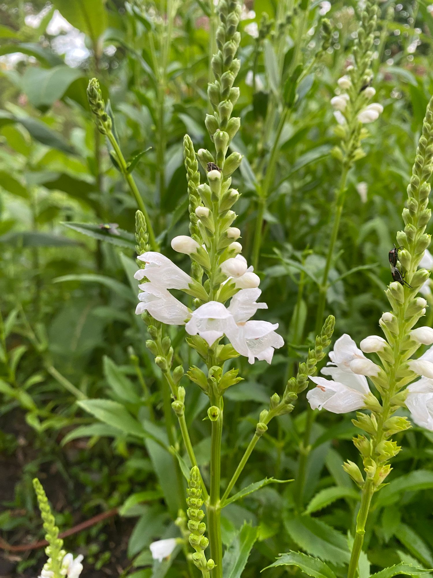 PHYSOSTEGIA virginiana