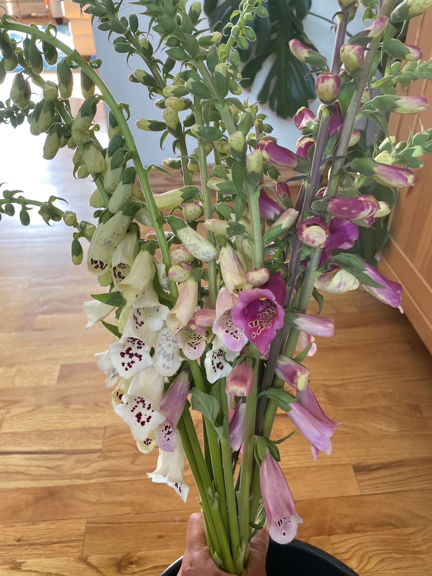DIGITALIS purpurea Foxy