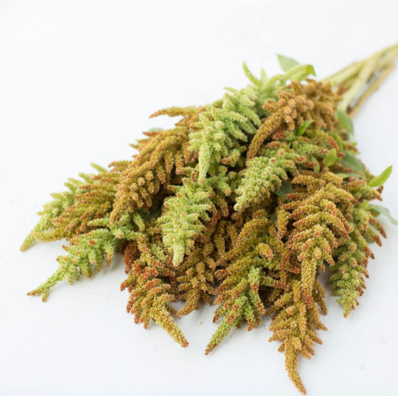AMARANTHUS cruentus Autumn Touch