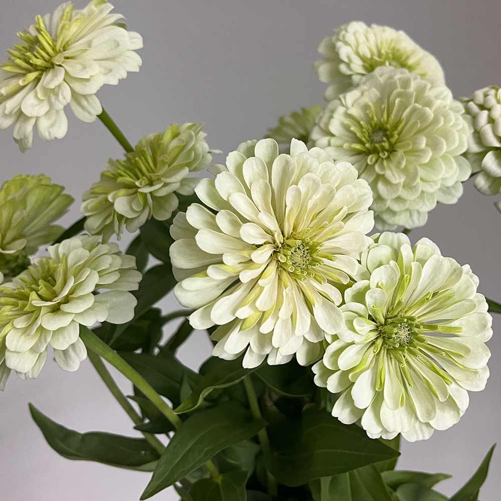 ZINNIA elegans Benarys Giant