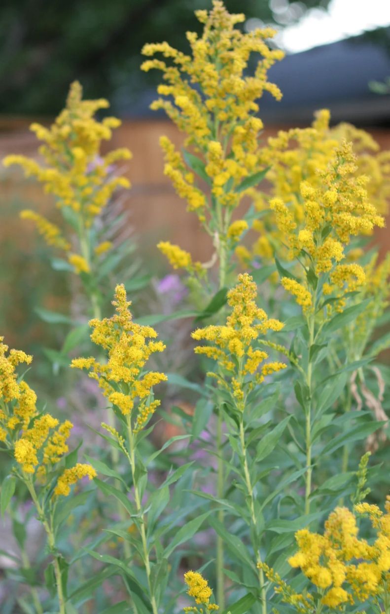 SOLIDAGO