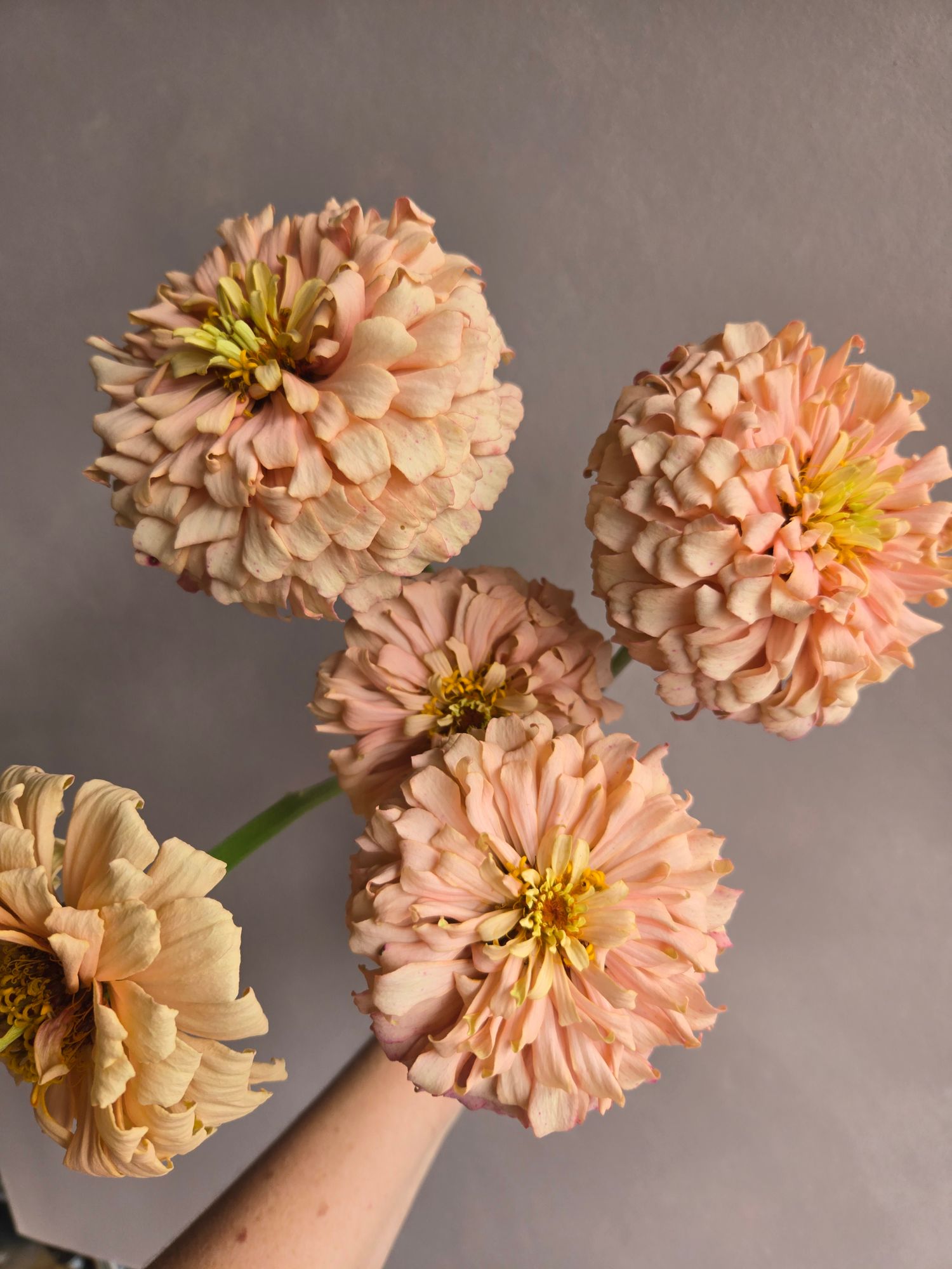 ZINNIA