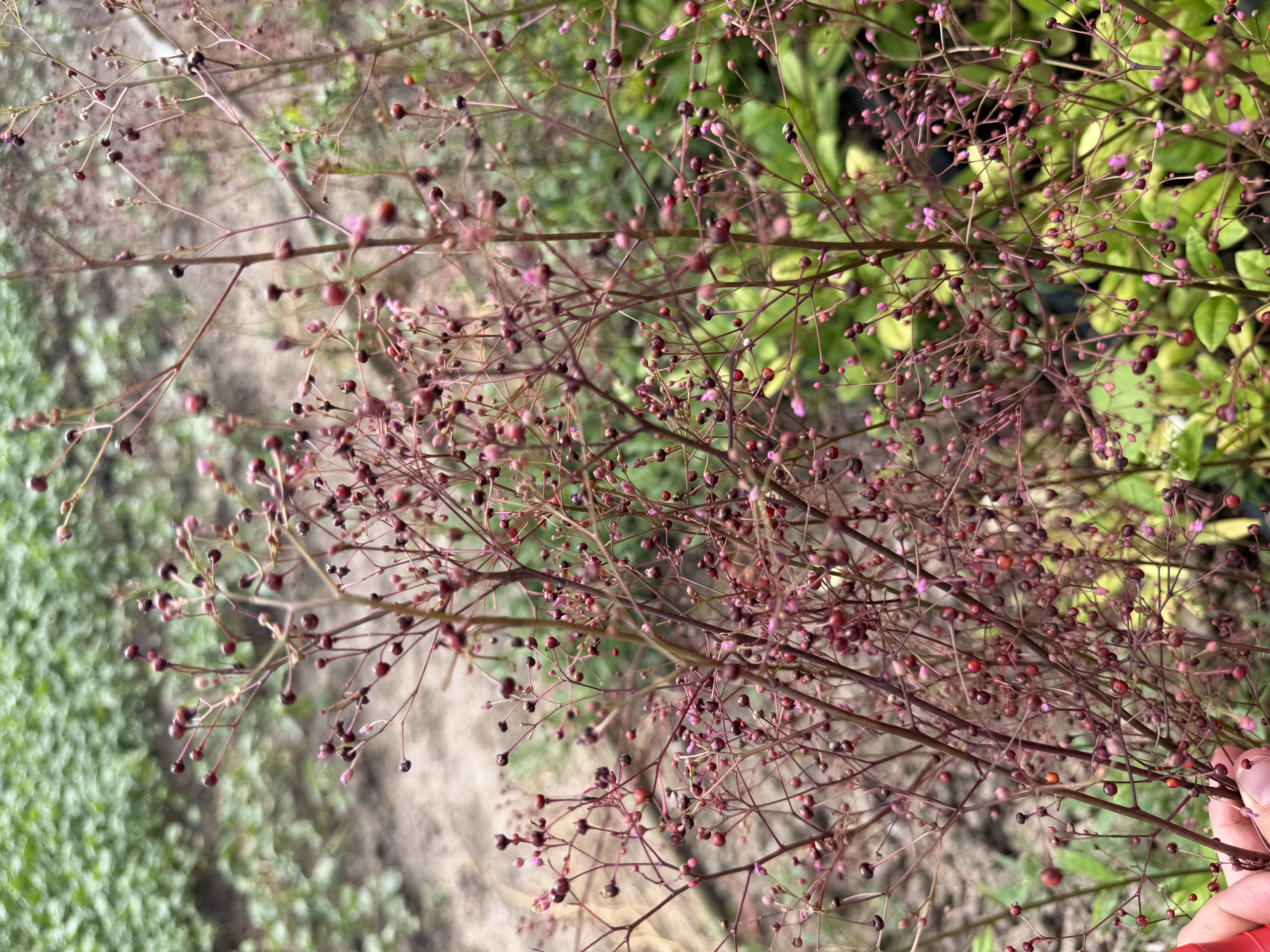 TALINUM paniculatum