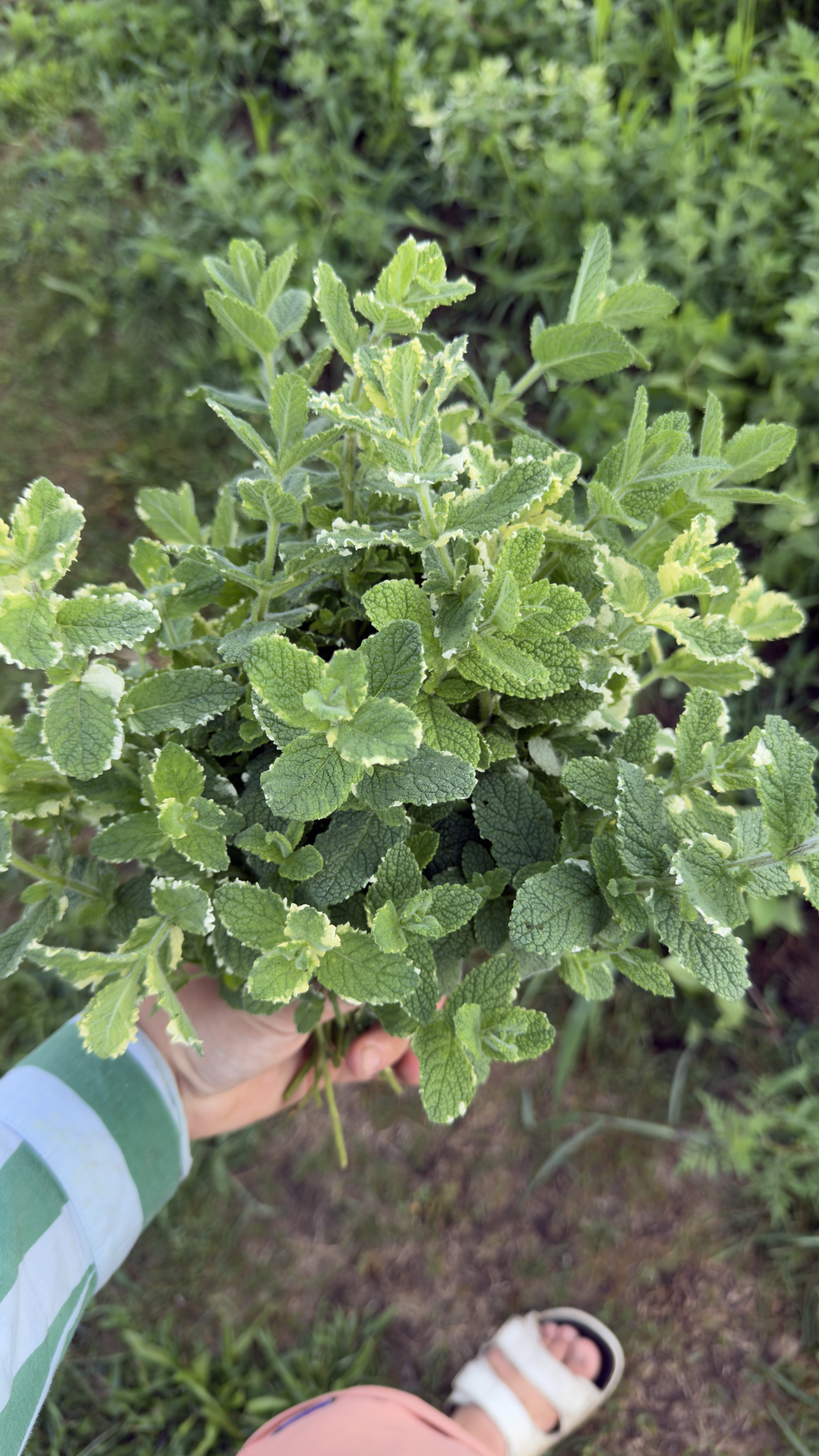 MENTHA suaveolens Varigata
