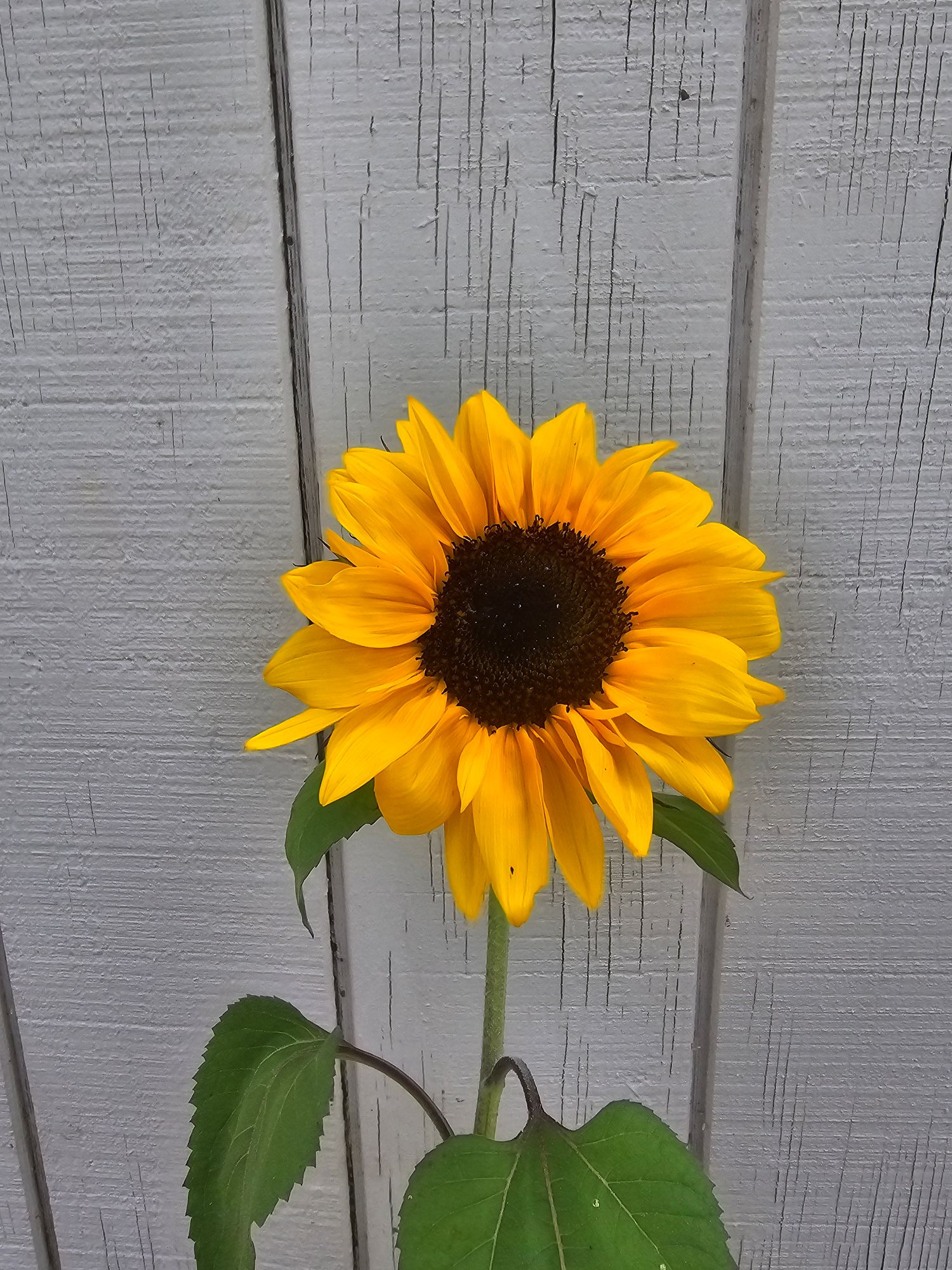 HELIANTHUS annuus ProCut Orange