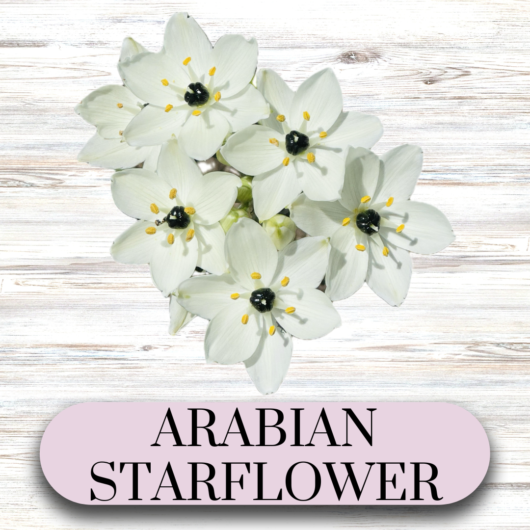 ORNITHOGALUM umbellatum