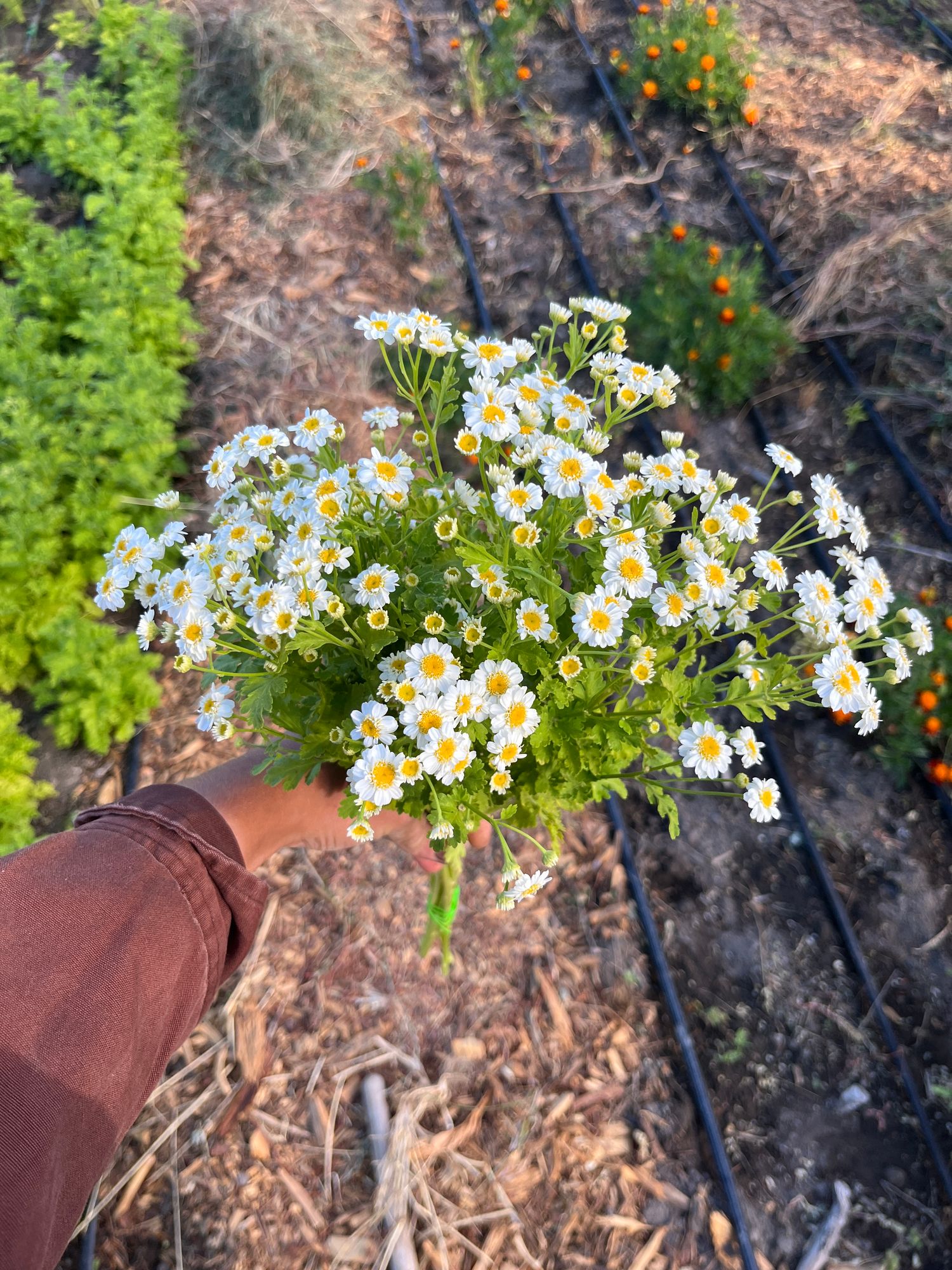 TANACETUM parthenium Magic Single