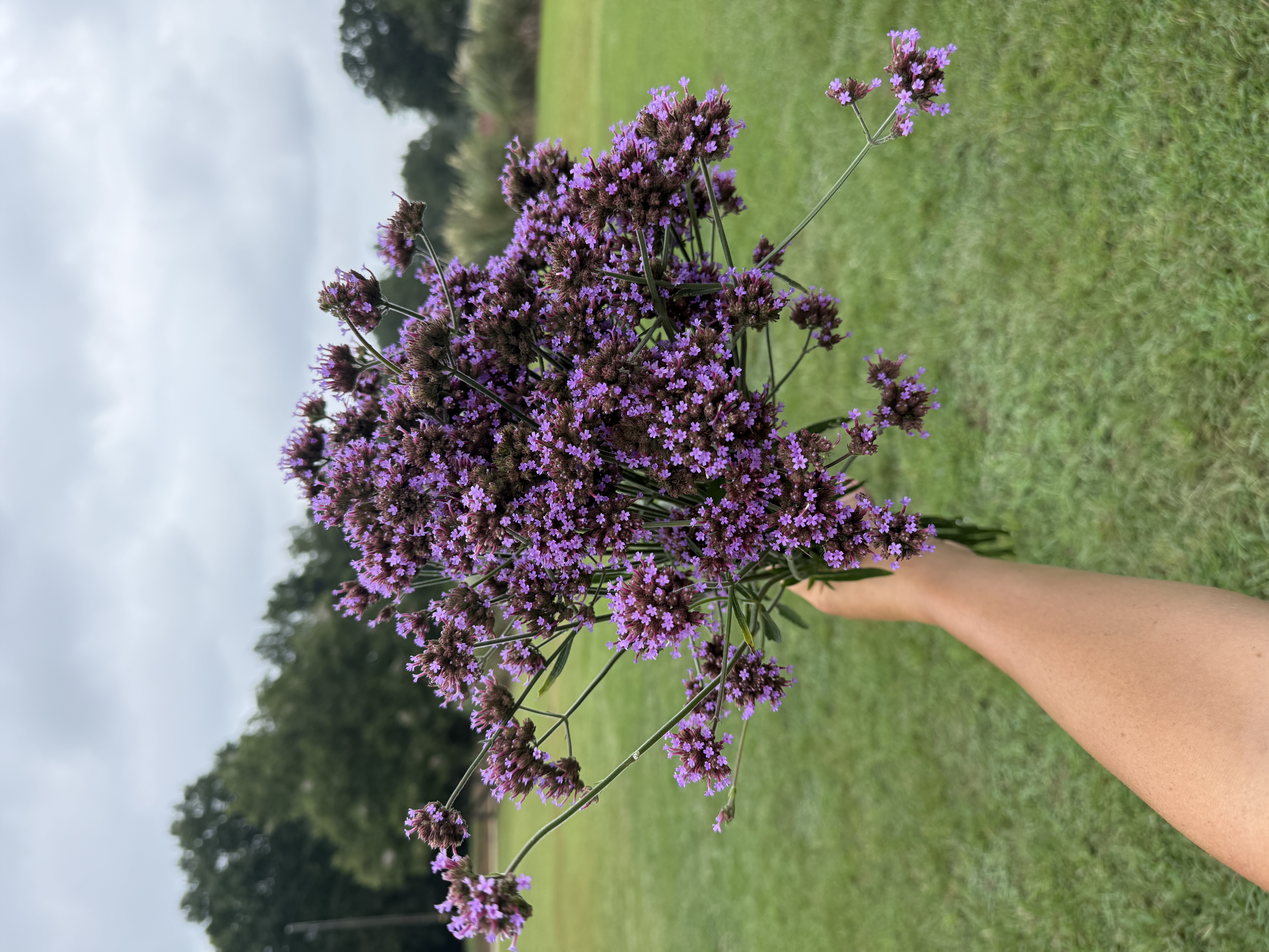 VERBENA bonariensis