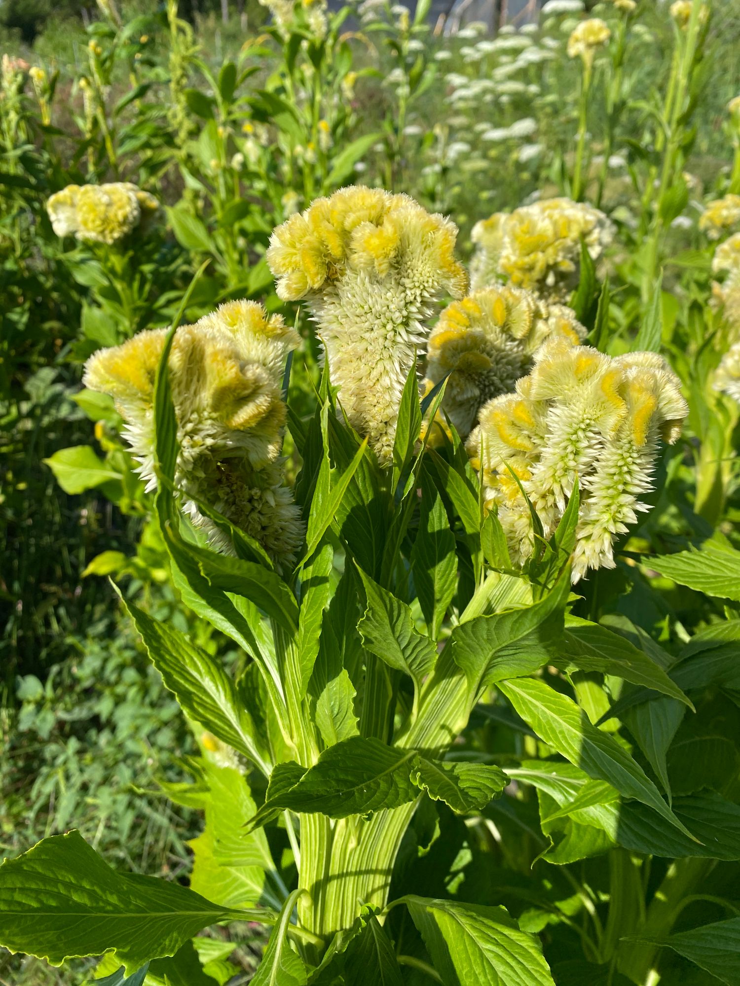 CELOSIA argentea var. cristata Cramer's Lemon-Lime