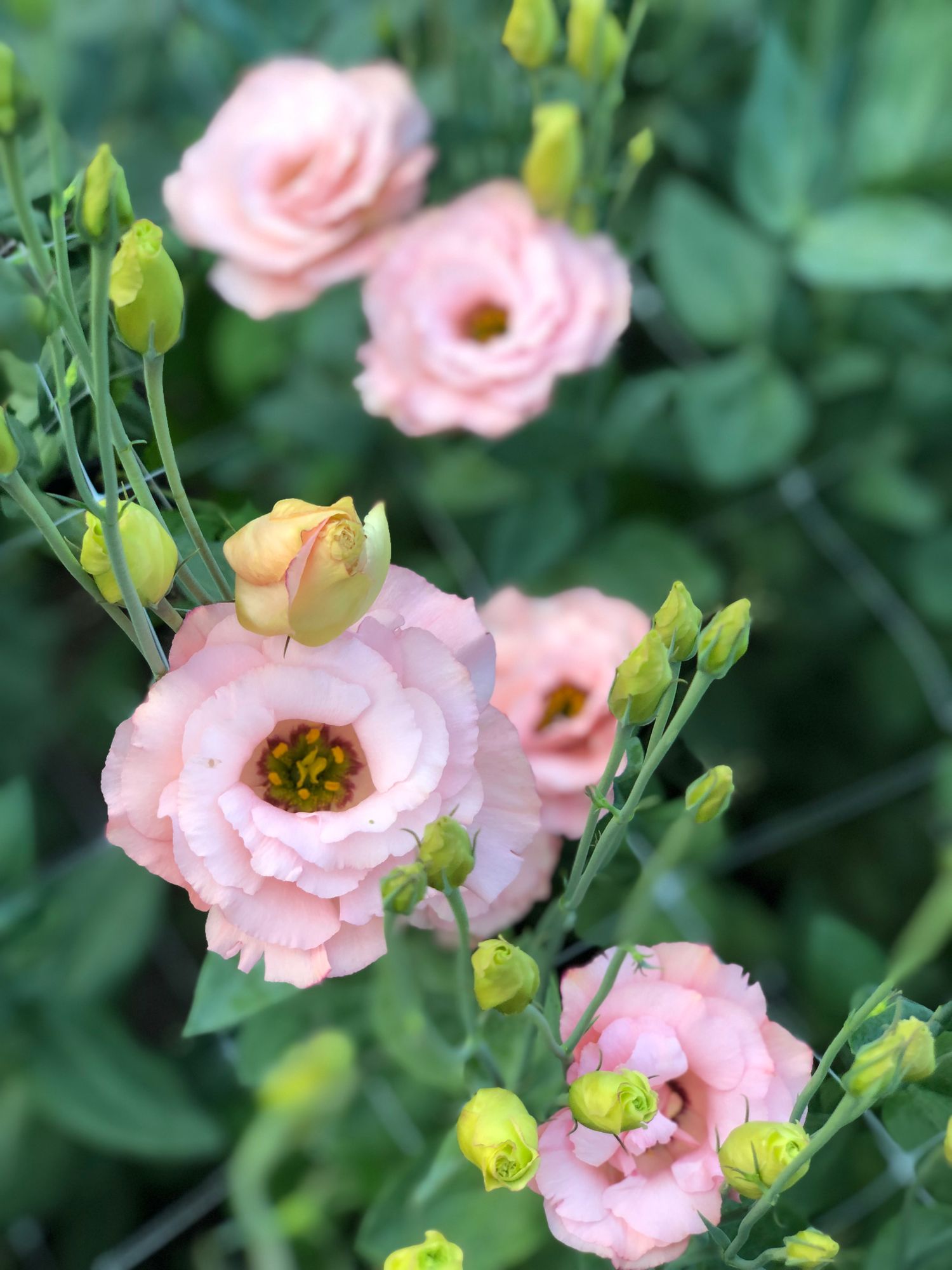 EUSTOMA grandiflorum Arena