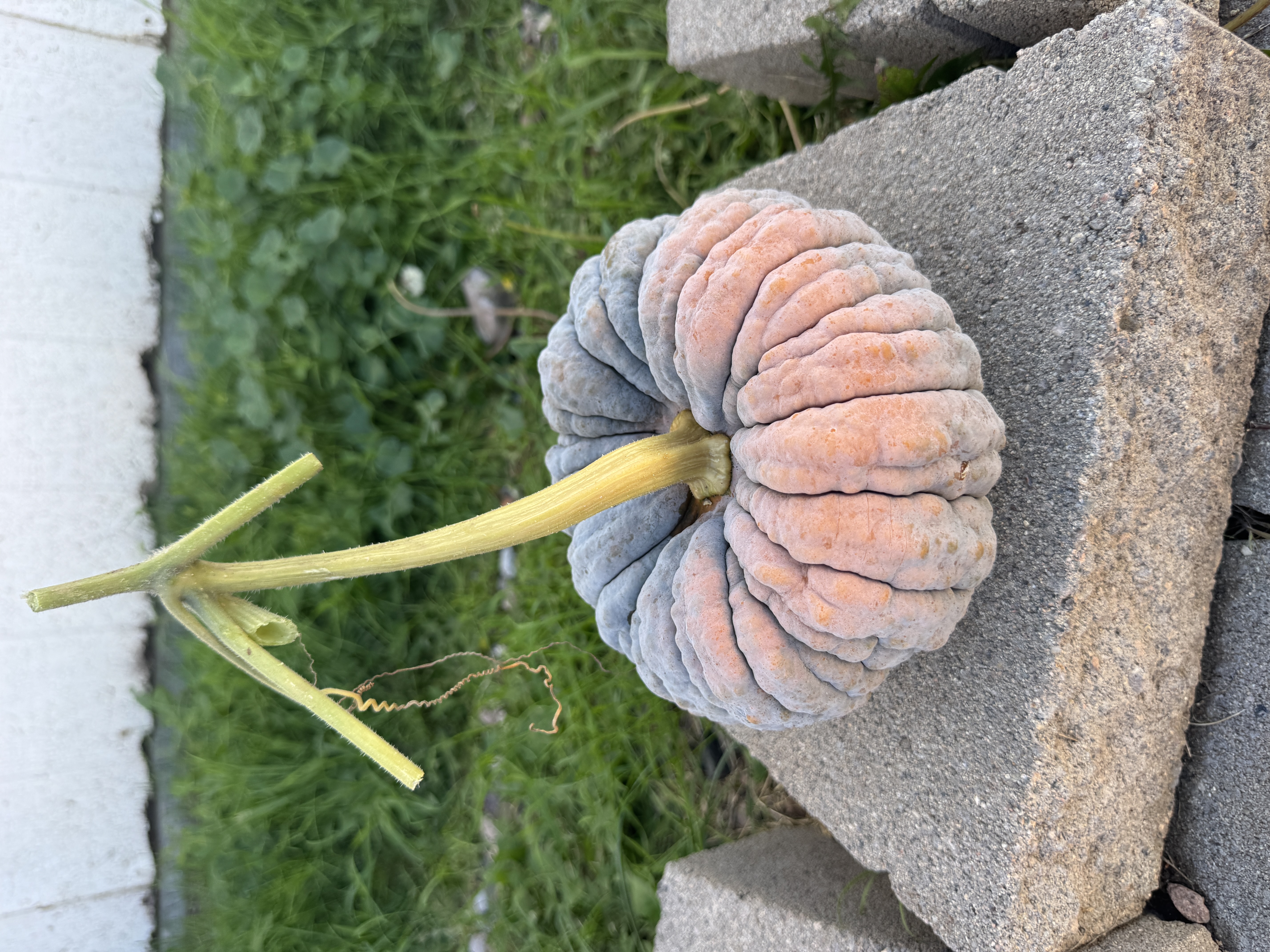 Pumpkin, Heirloom
