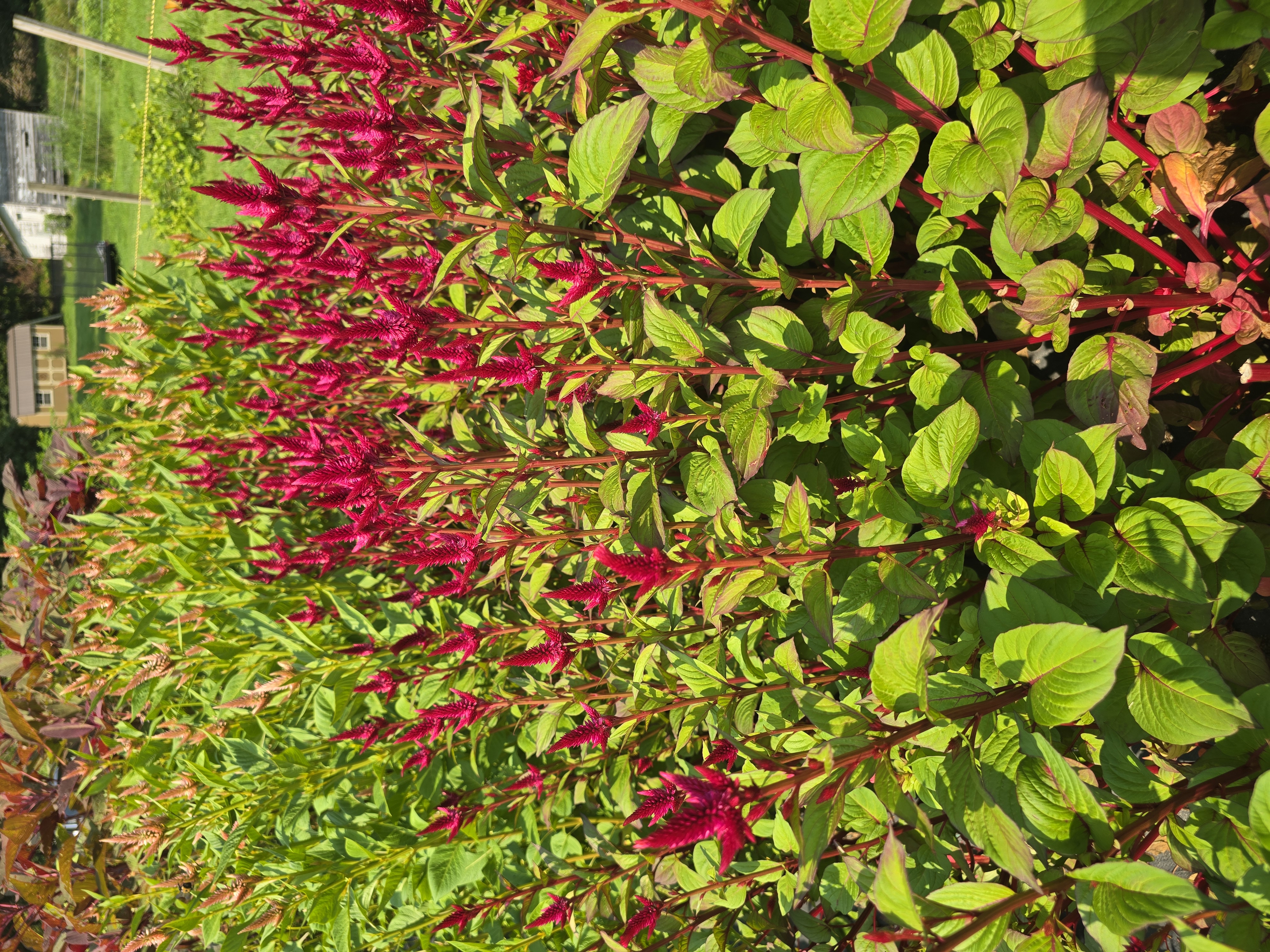 CELOSIA argentea spicata Celway Red