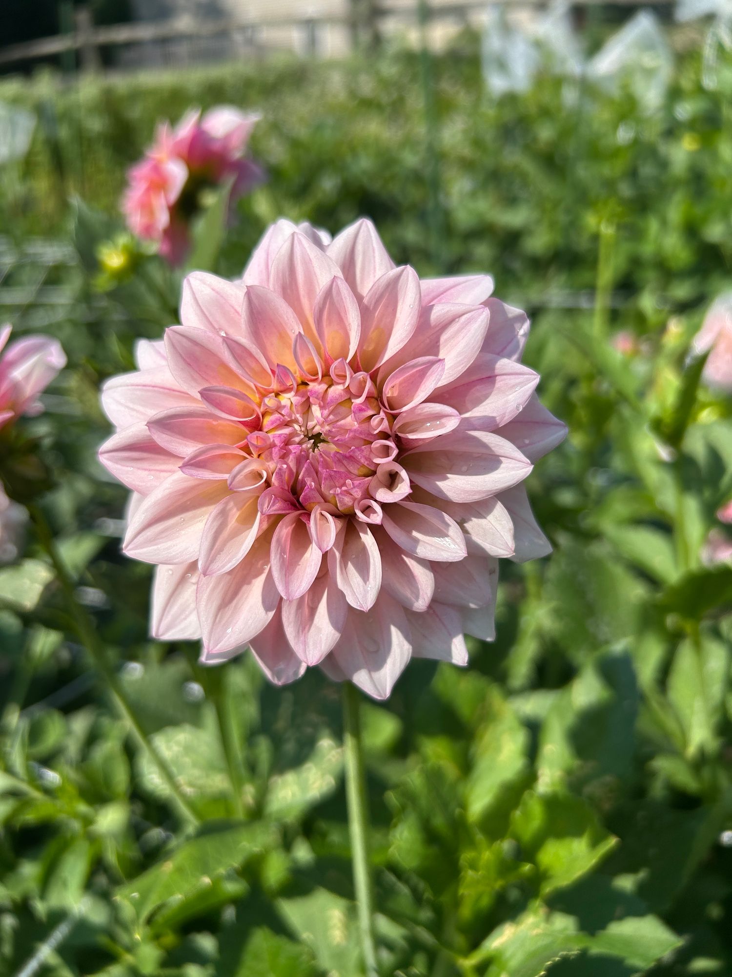DAHLIA KA Mocha Jake
