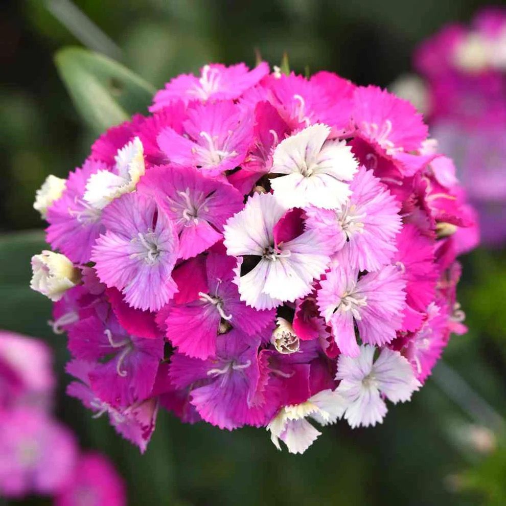 DIANTHUS x barbatus Amazon Lavender Magic