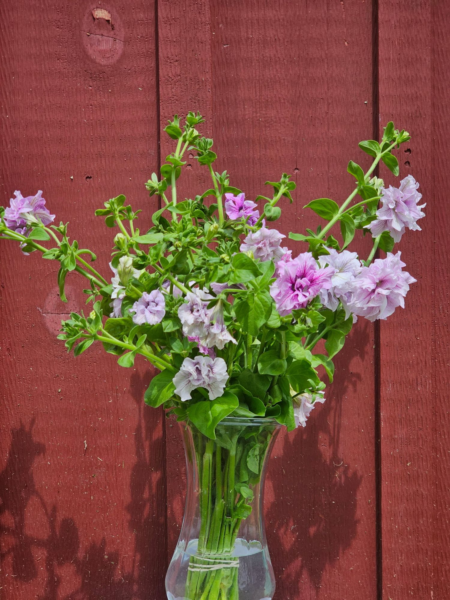 PETUNIA grandiflora Doppio Allegretta