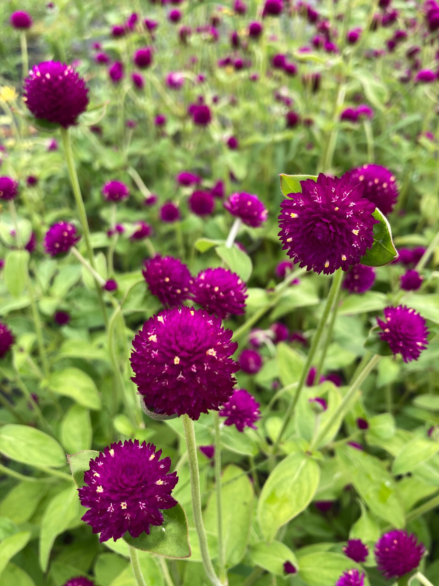 GOMPHRENA globosa