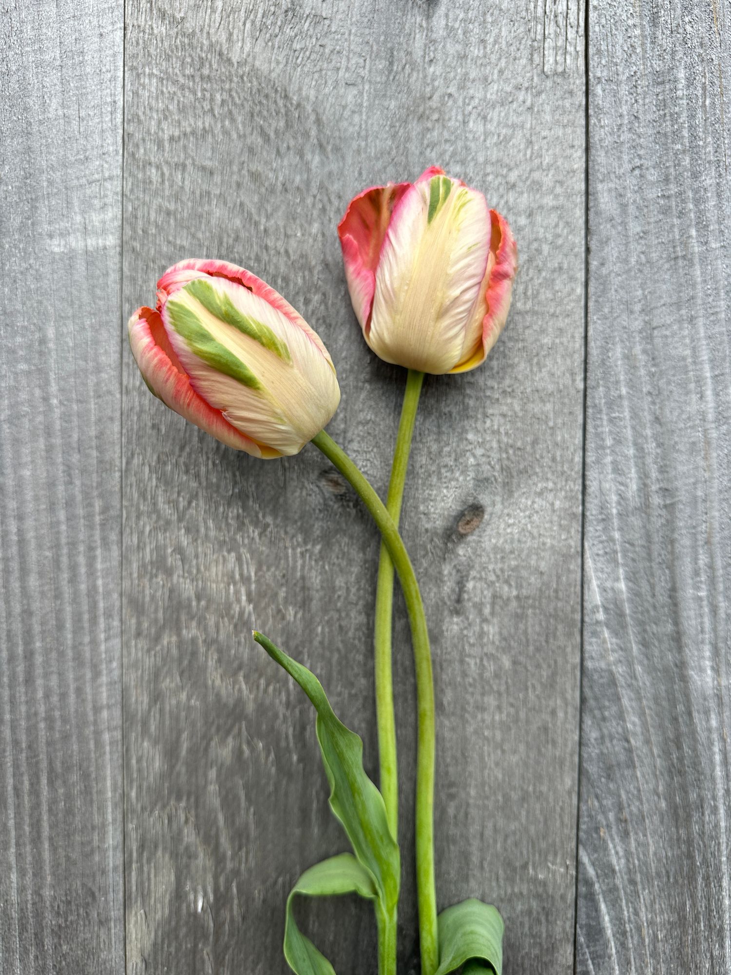 TULIPA Apricot Parrot
