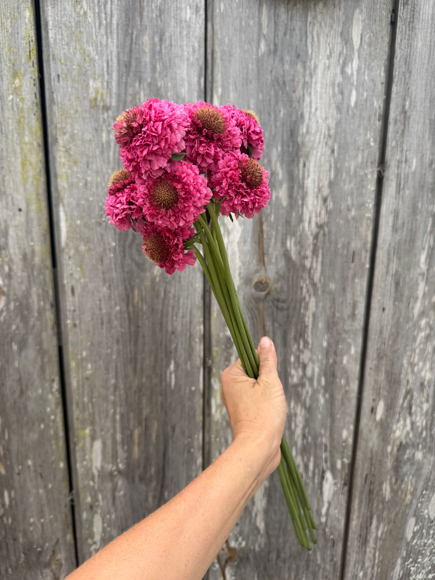 SCABIOSA atropurpurea x caucasica Focal Scoop Popsicle