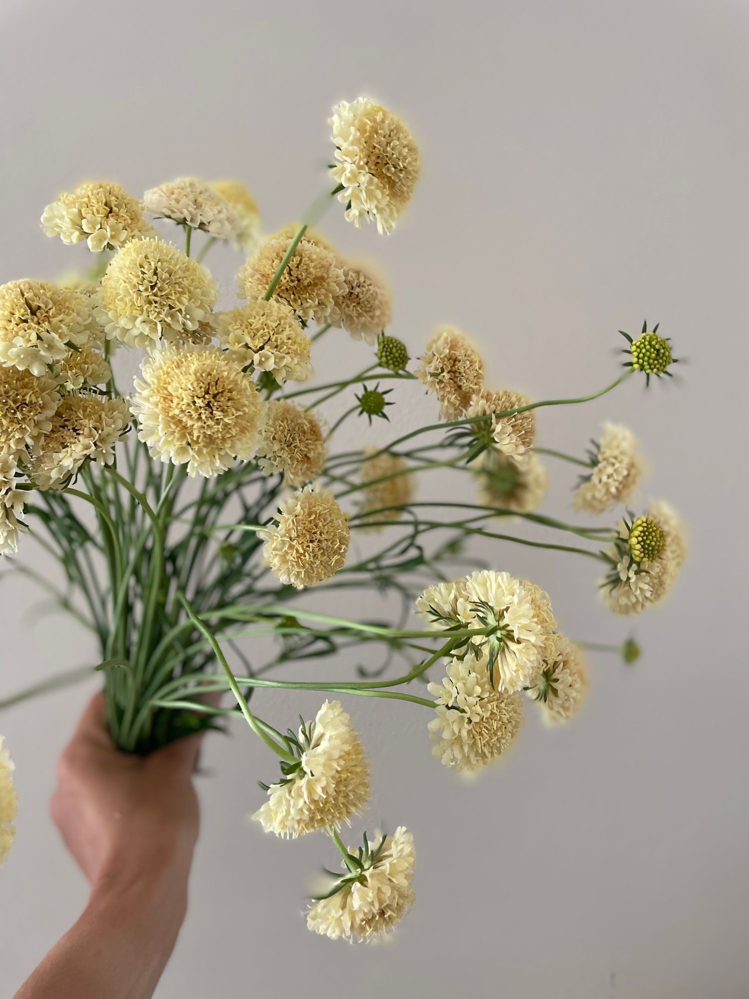 SCABIOSA atropurpurea Fata Morgana