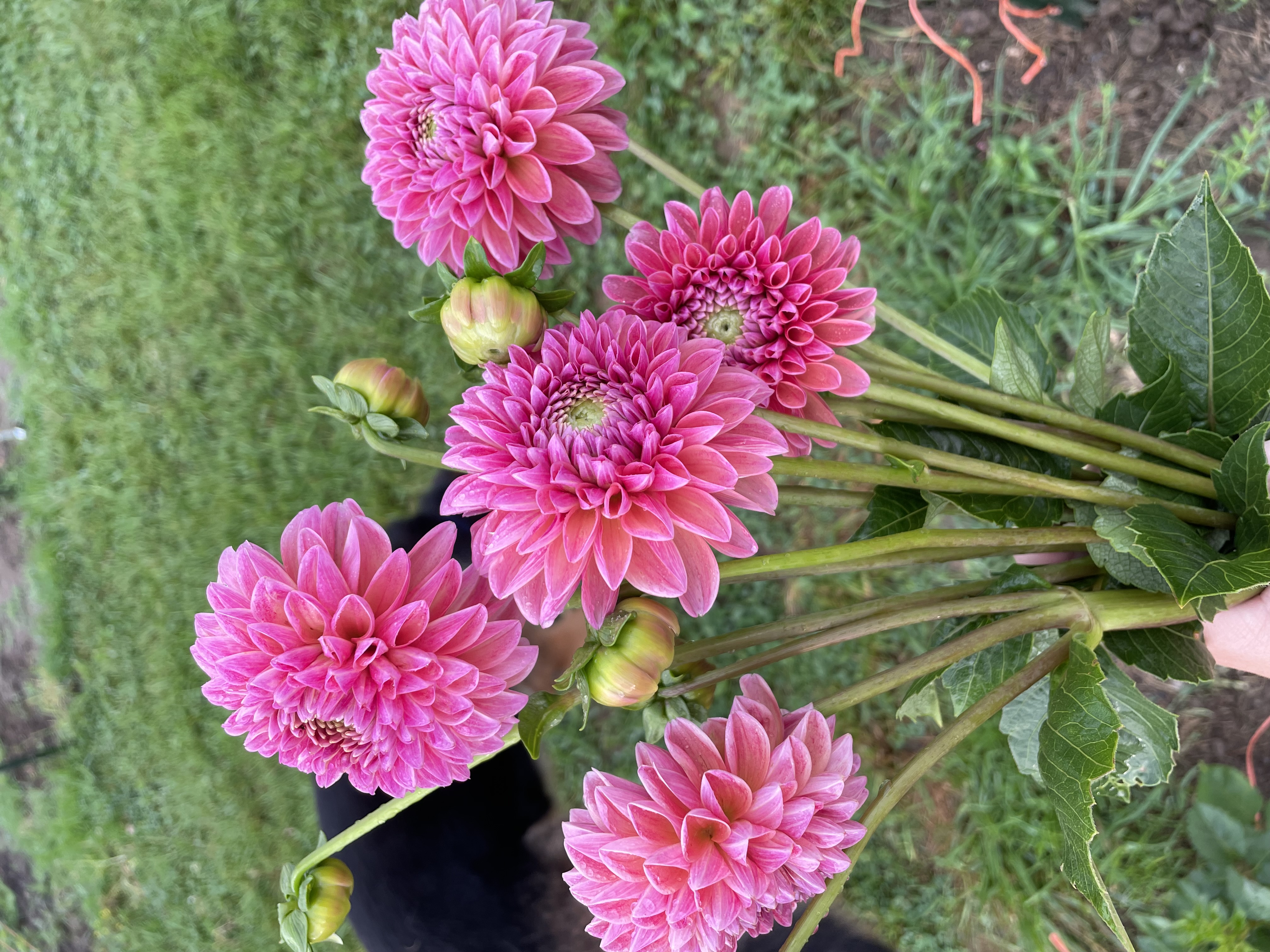 DAHLIA Lindas Baby
