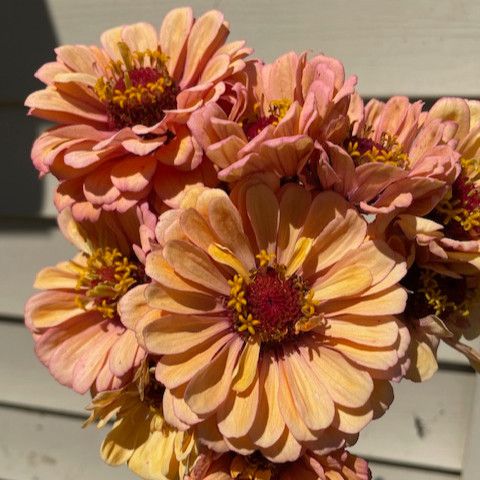 ZINNIA