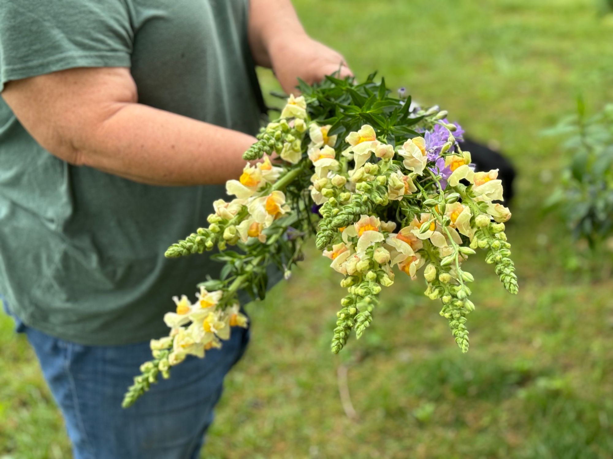 ANTIRRHINUM majus Costa Apricot