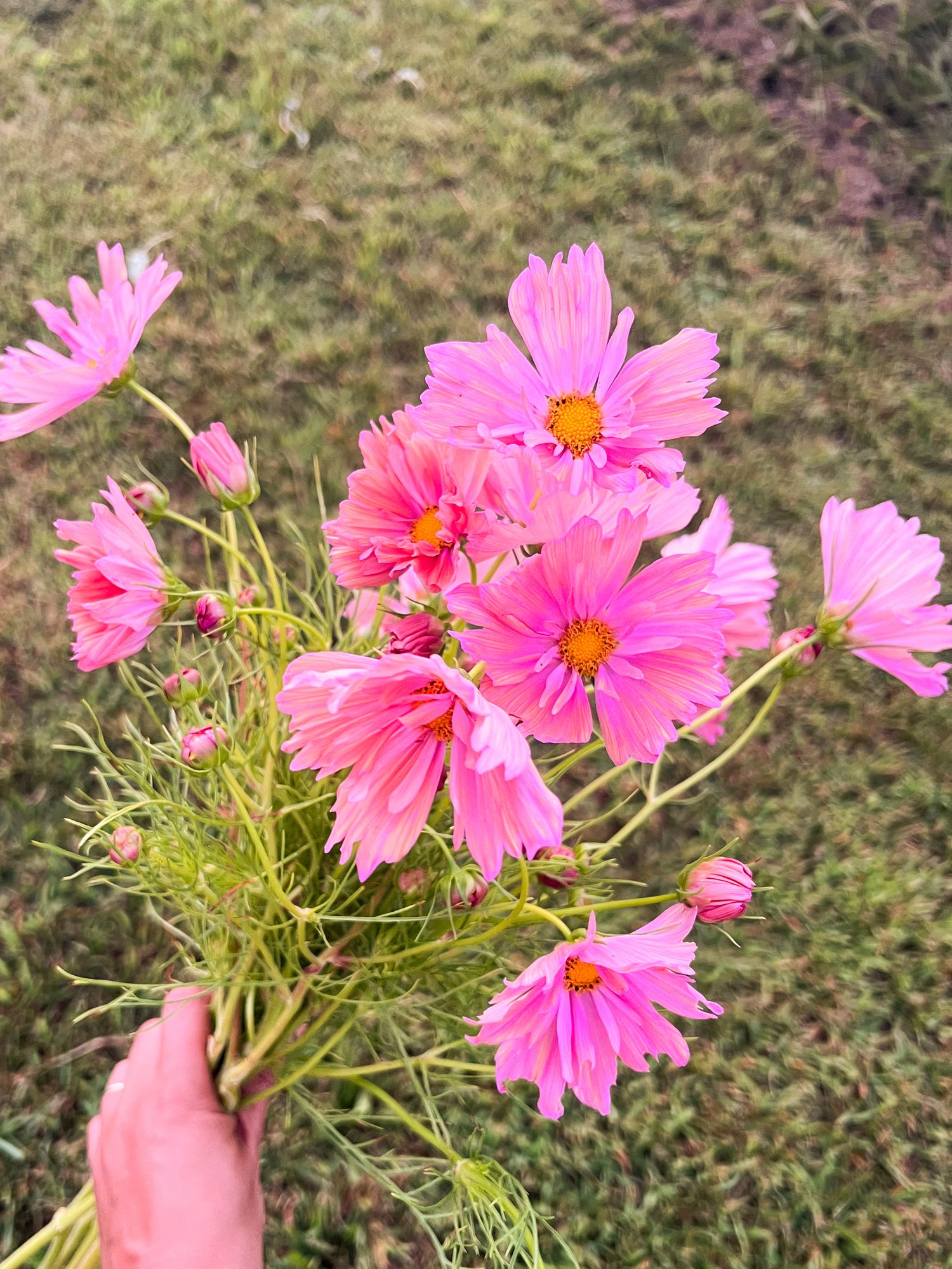 COSMOS bipinnatus Apricotta