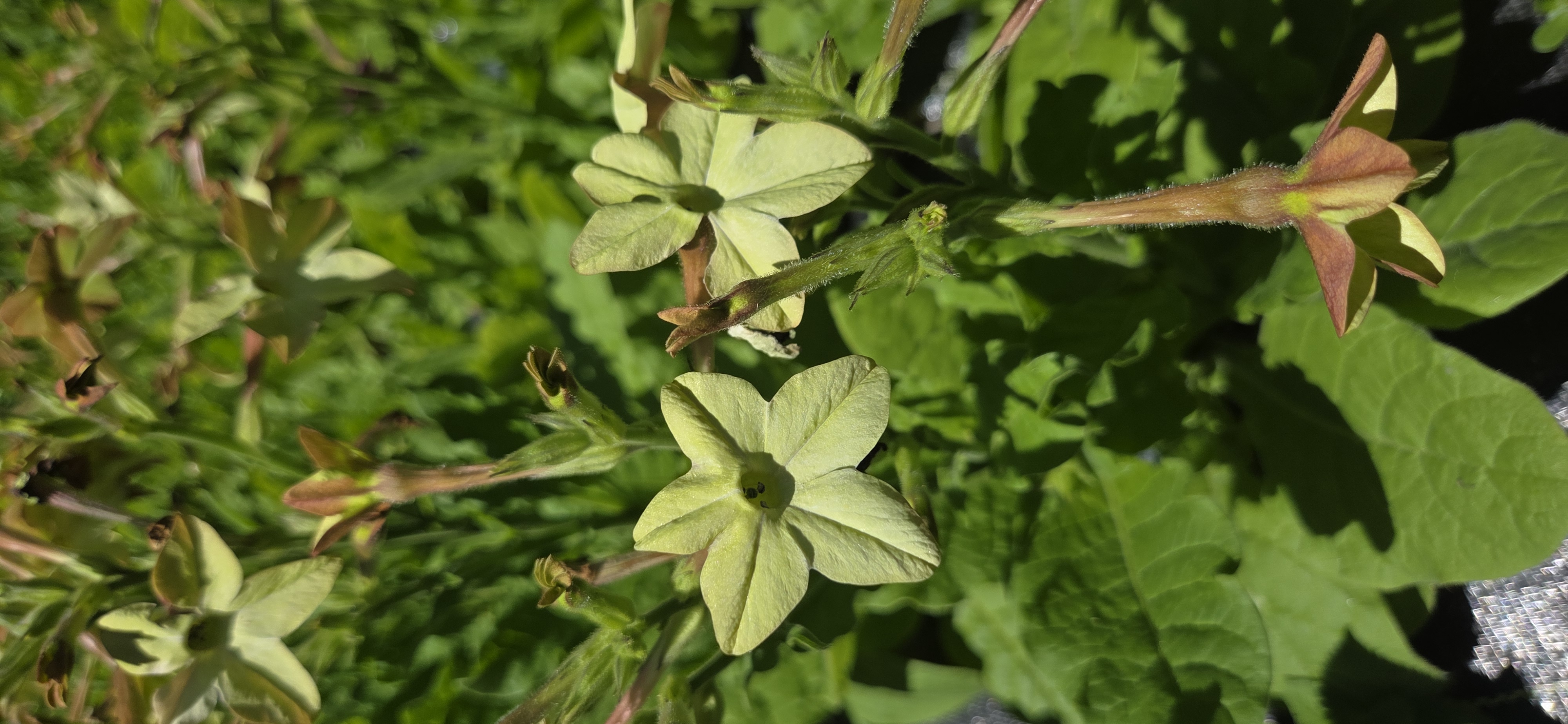 NICOTIANA x sanderae Perfume Antique Lime