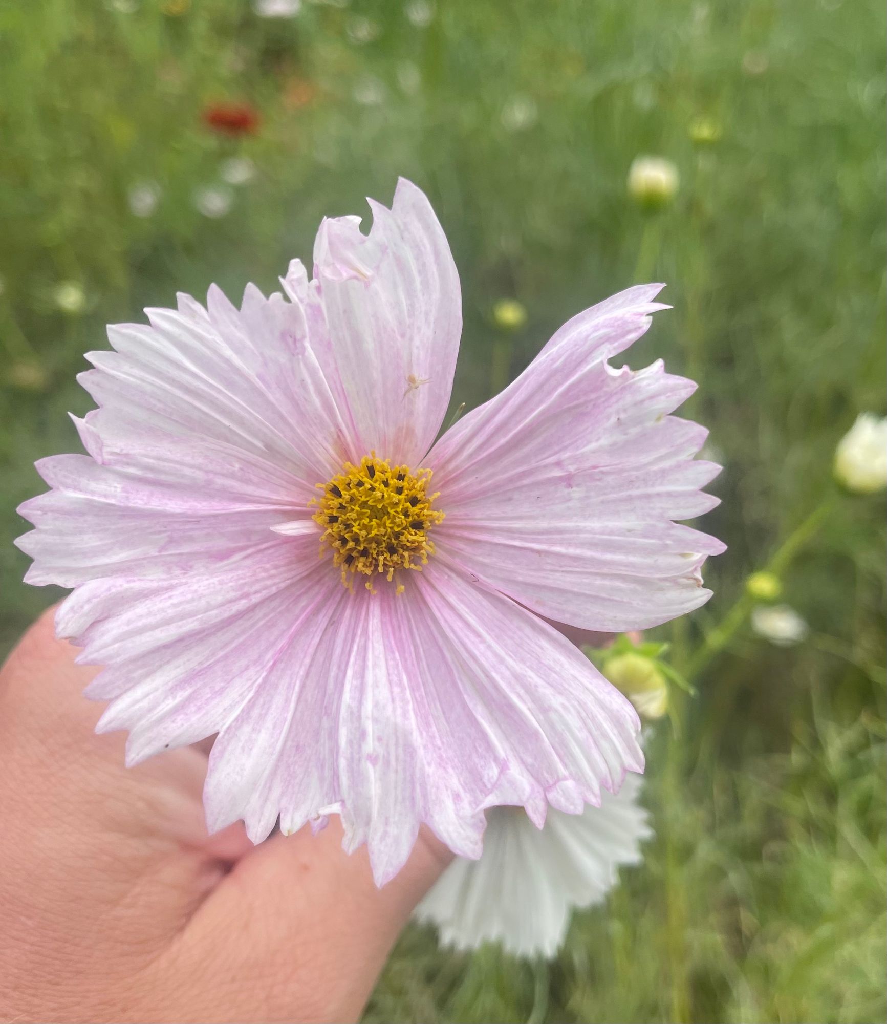 COSMOS bipinnatus Cupcakes