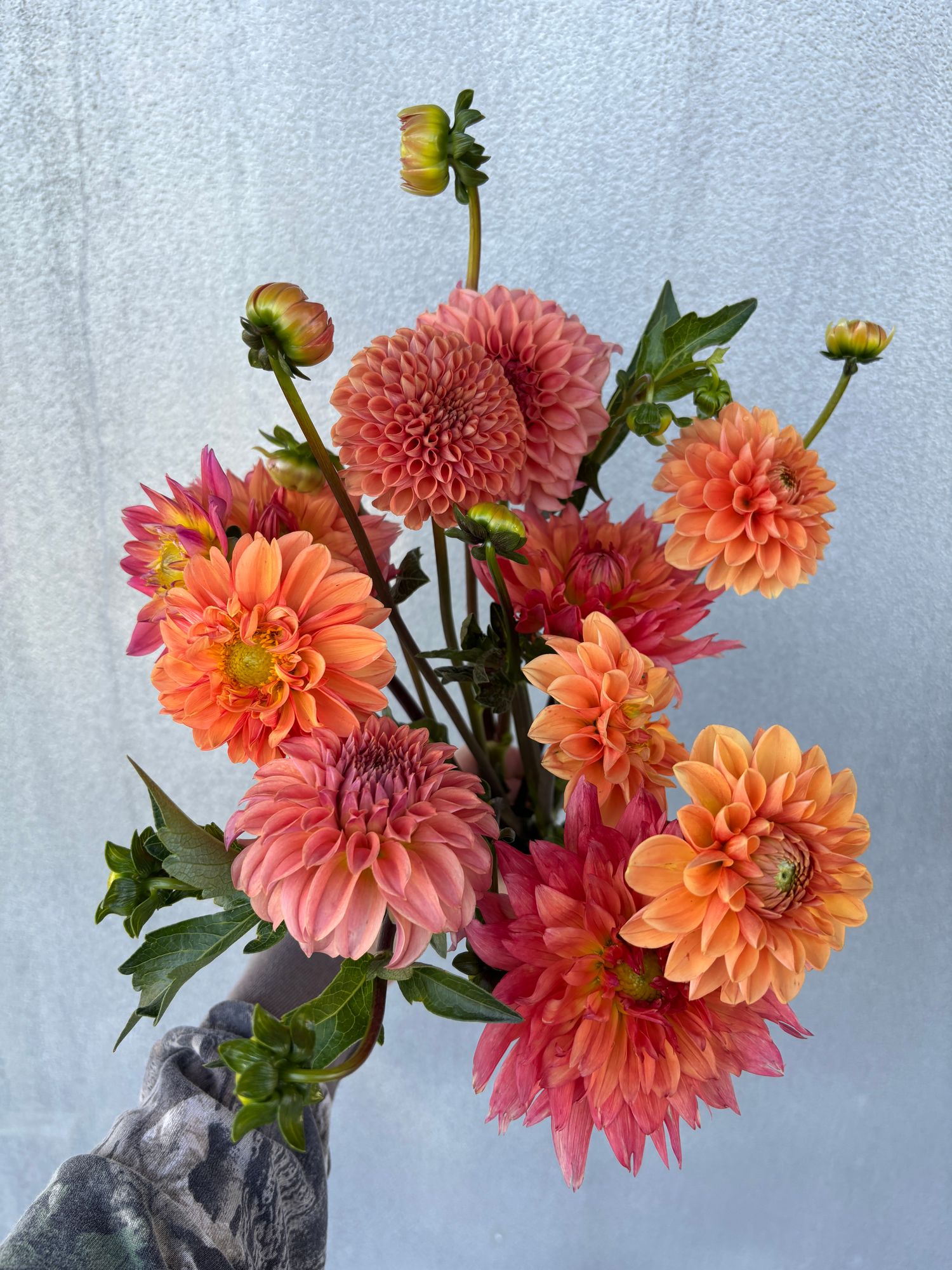 DAHLIA