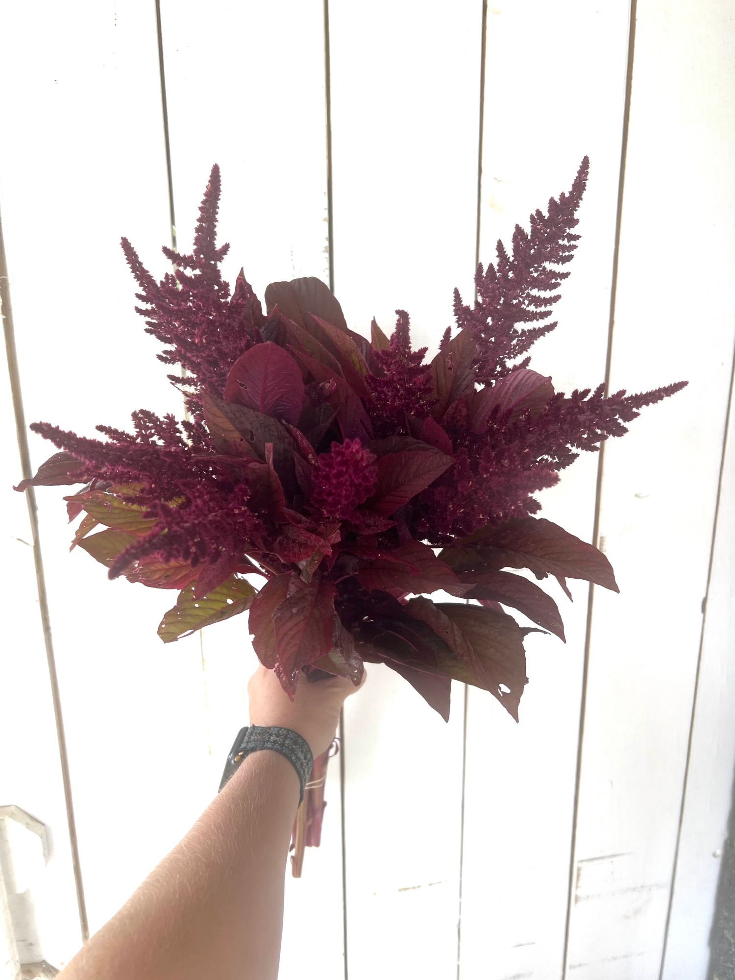 AMARANTHUS cruentus Red Spike