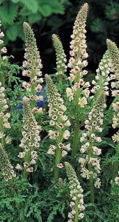 RESEDA odorata