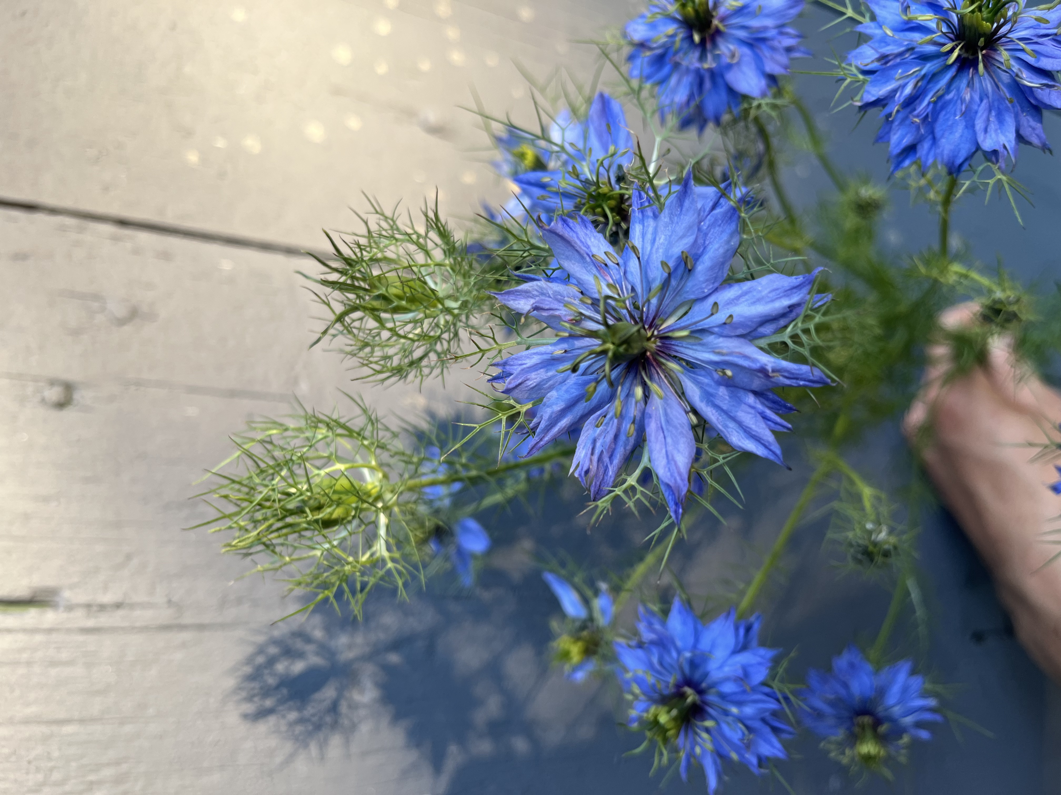 NIGELLA damascena Miss Jekyll