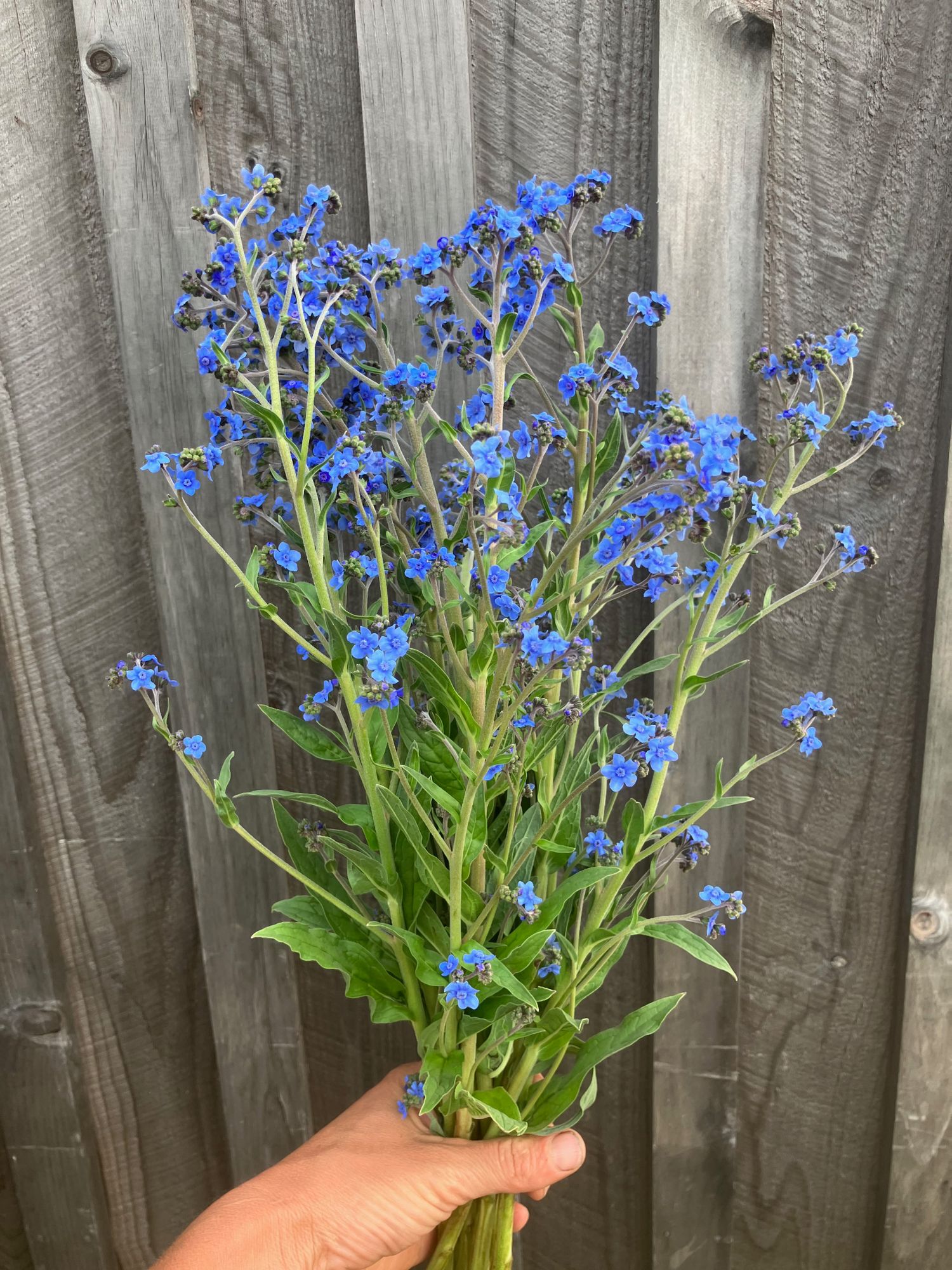 CYNOGLOSSUM amabile