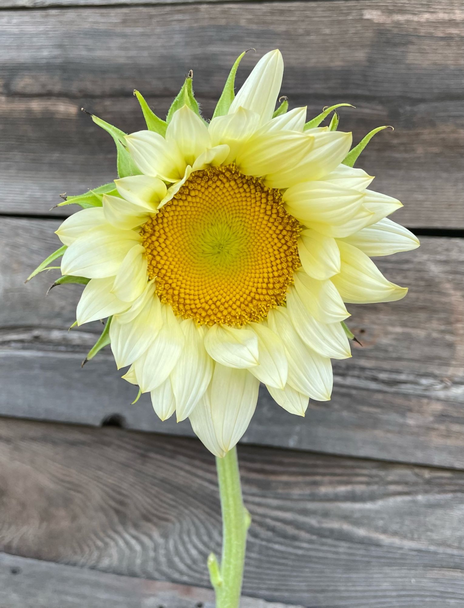 HELIANTHUS annuus ProCut White Lite