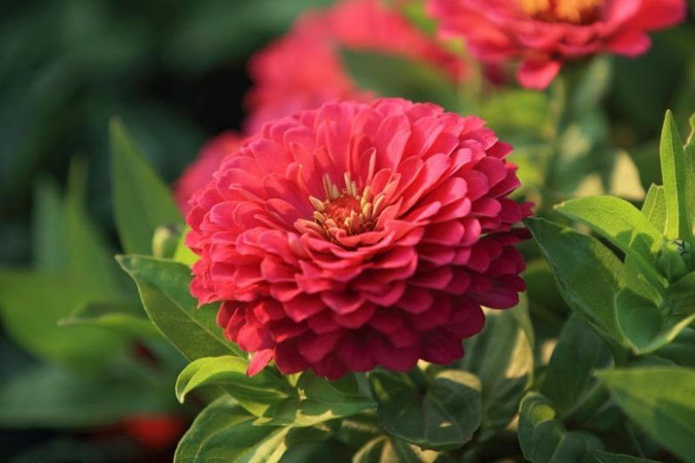 ZINNIA elegans Benarys Giant Coral
