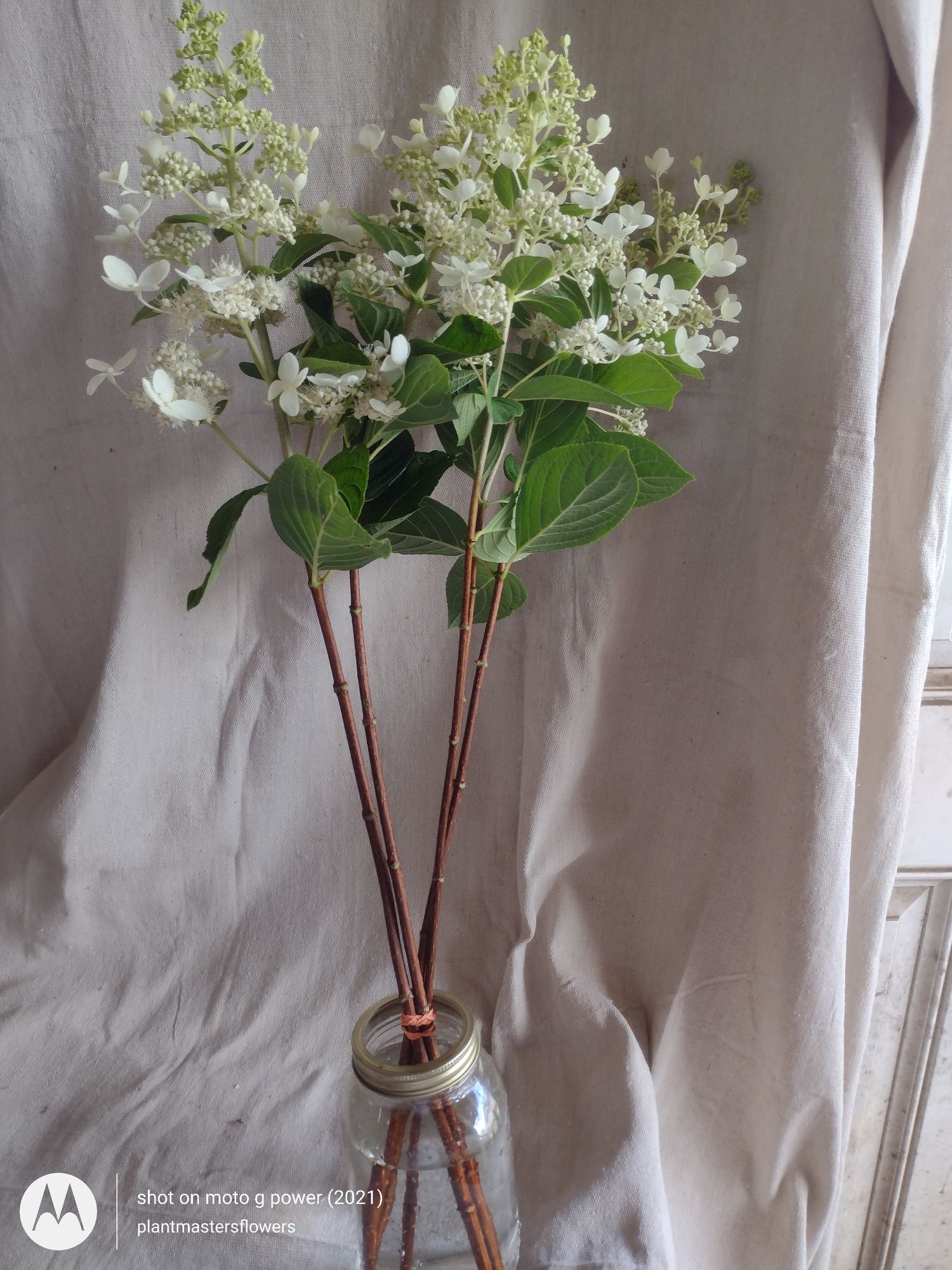 HYDRANGEA paniculata Tardiva