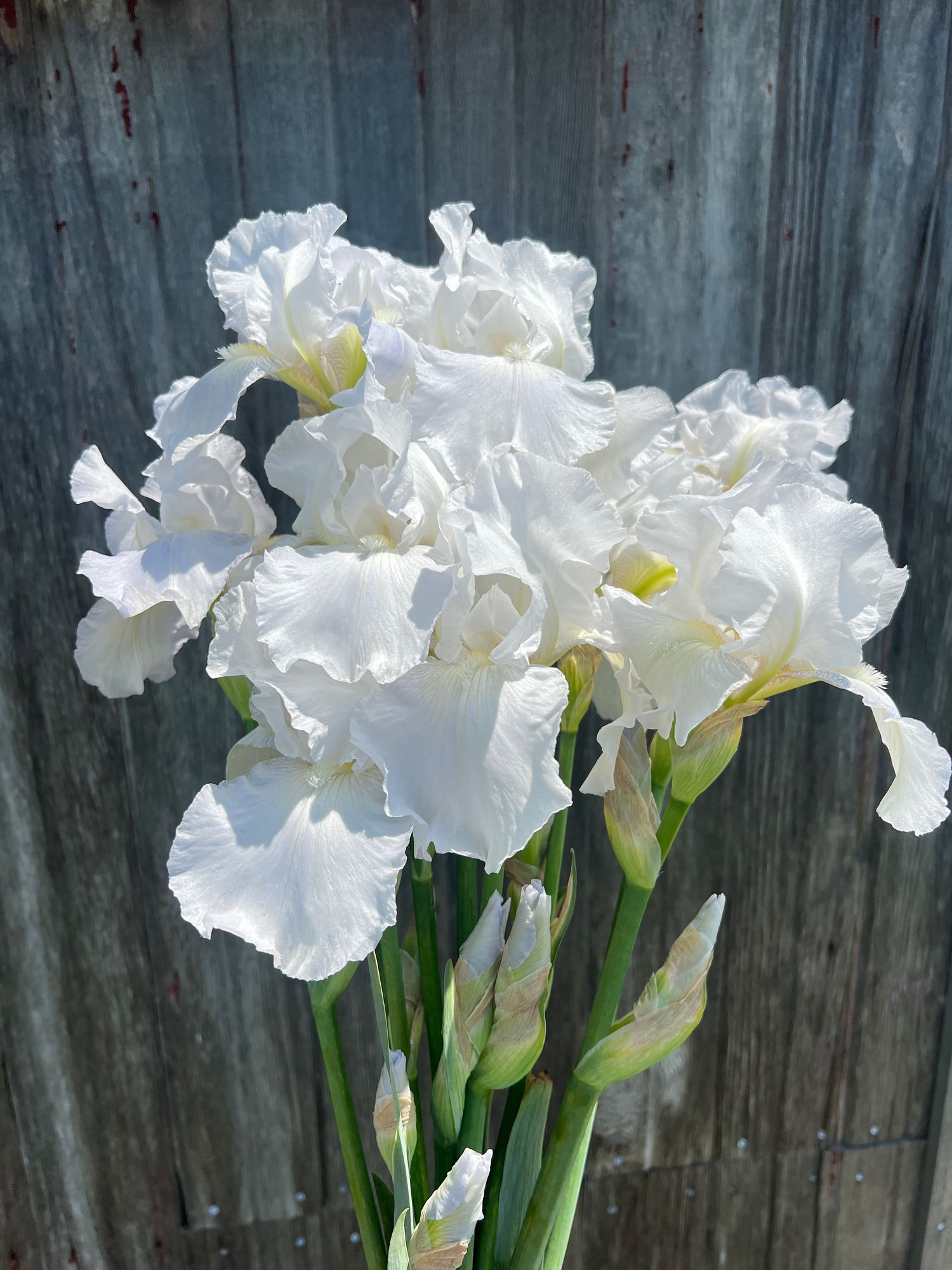 IRIS germanica Immortality